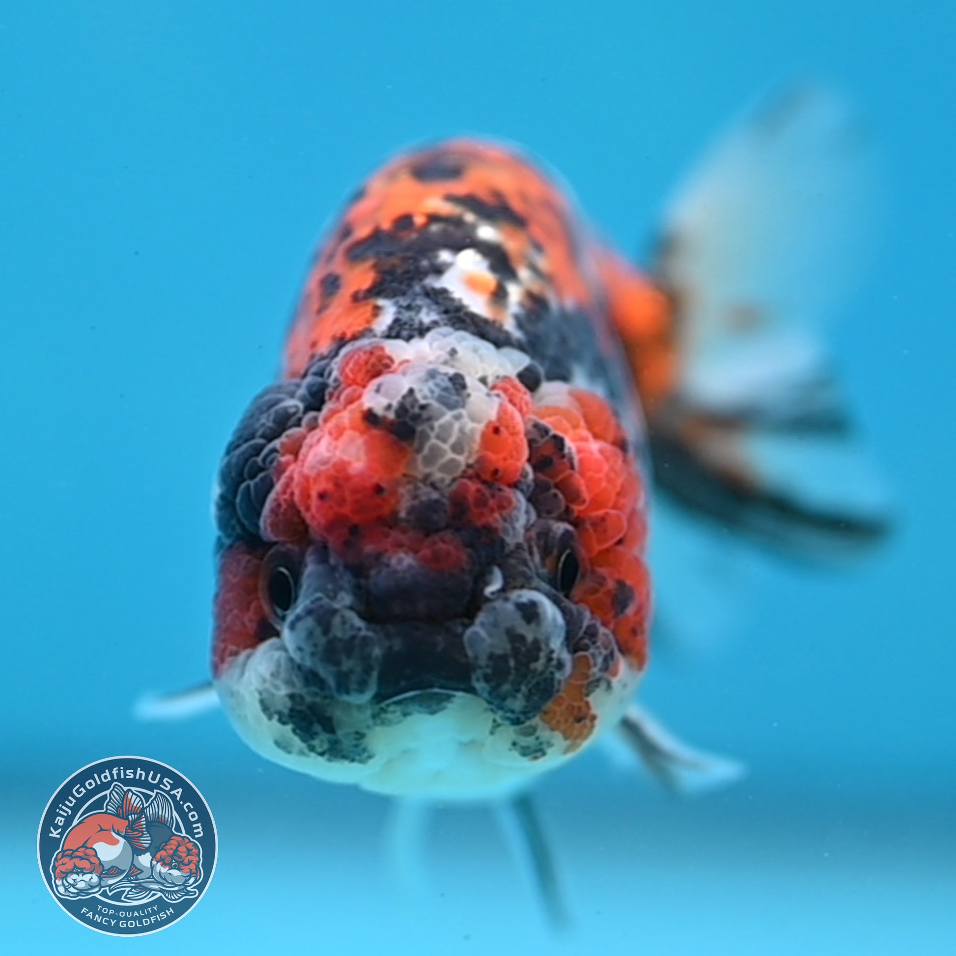 Tricolor Tiger Ranchu 3.5 inch Body (260220_RC13)