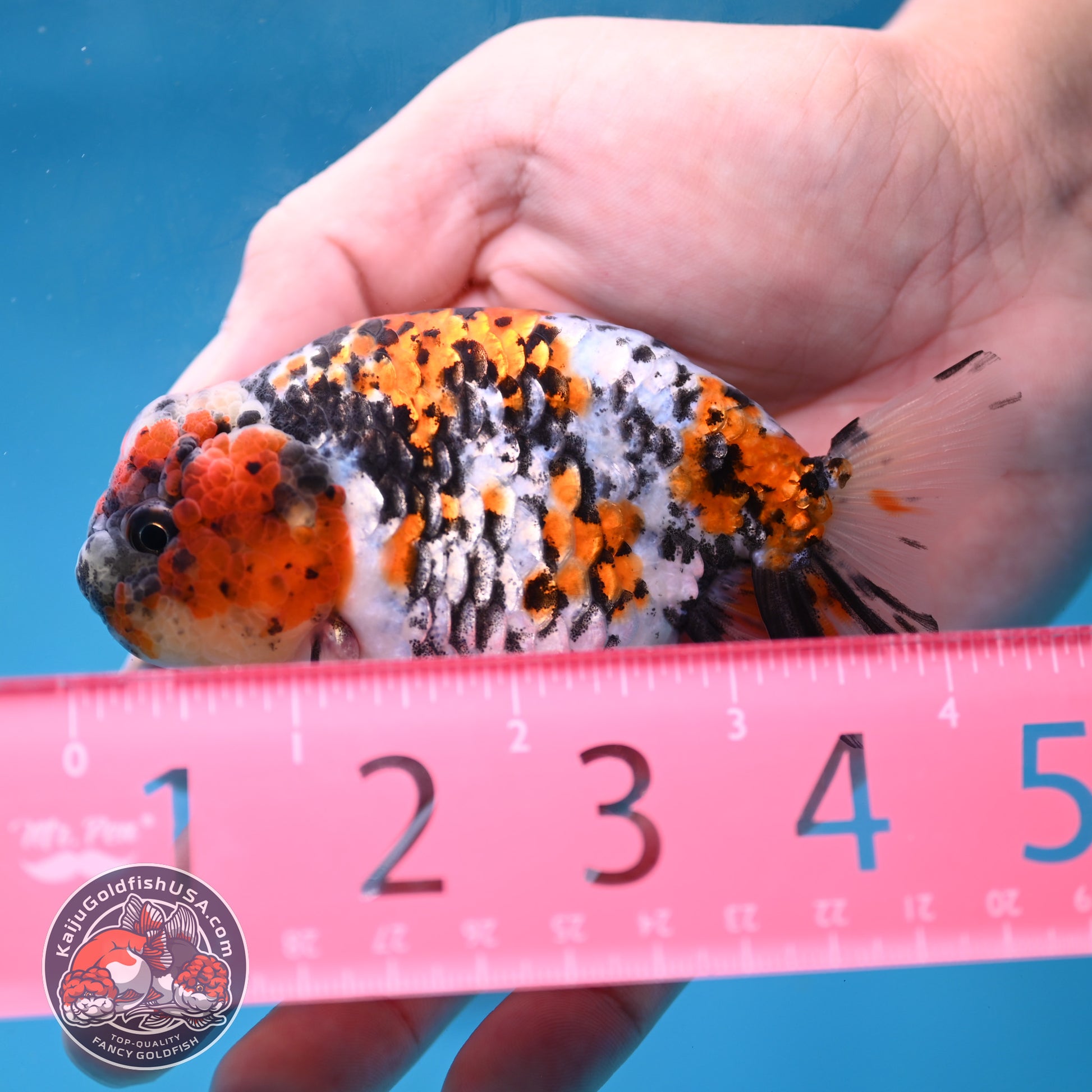 Tricolor Tiger Ranchu 3.5 inch Body (260220_RC13)