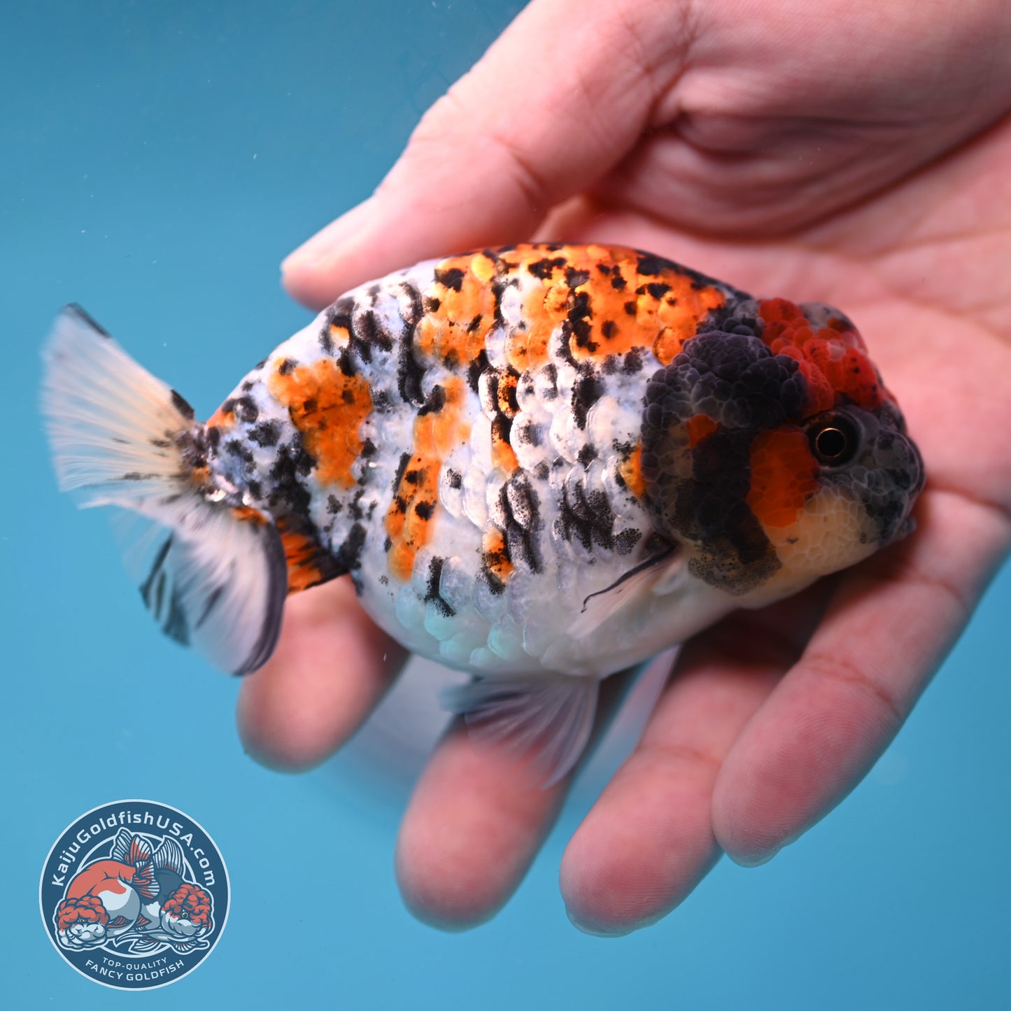 Tricolor Tiger Ranchu 3.5 inch Body (260220_RC13)