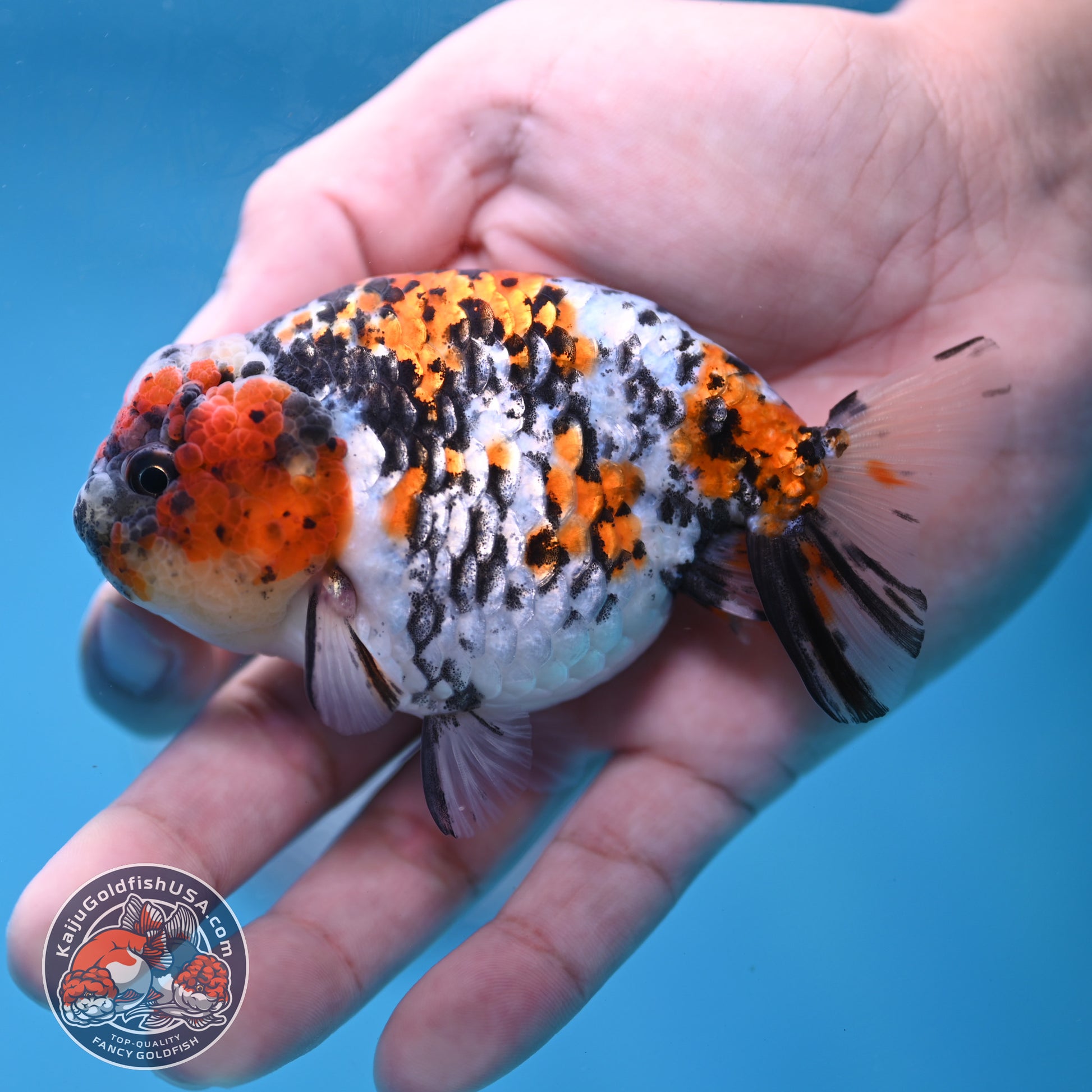 Tricolor Tiger Ranchu 3.5 inch Body (260220_RC13)