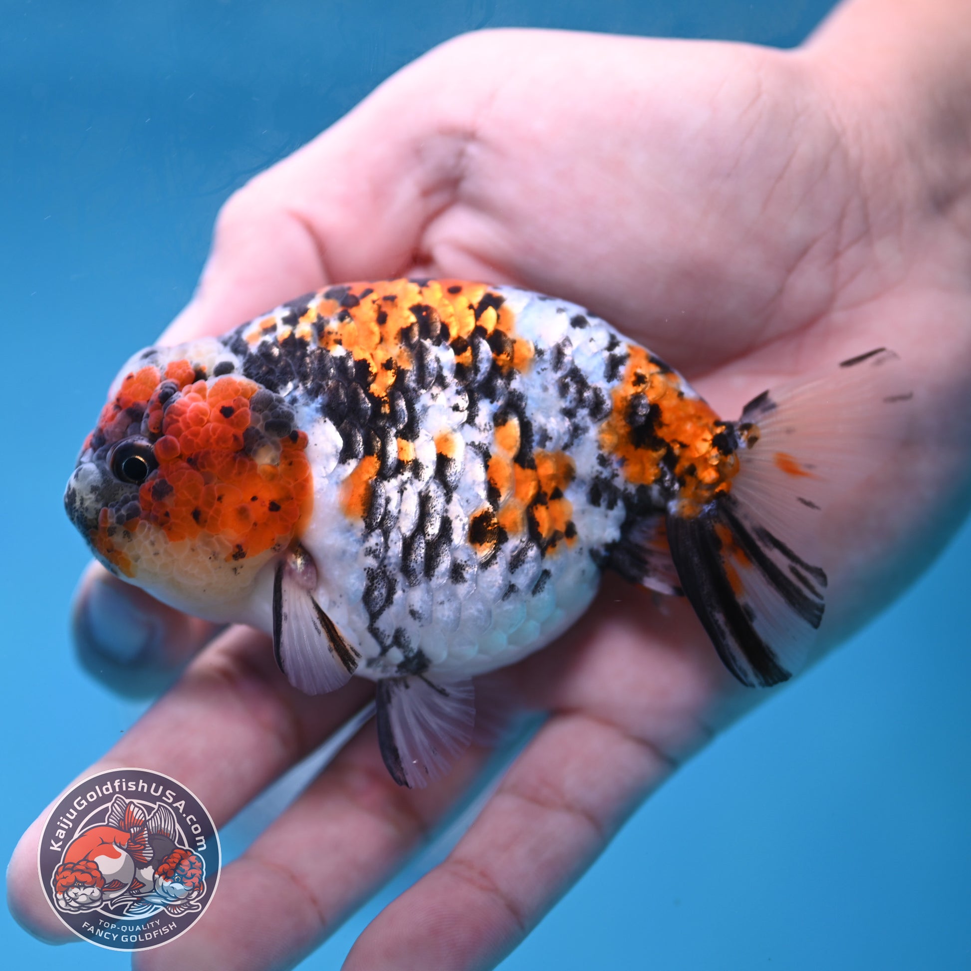 Tricolor Tiger Ranchu 3.5 inch Body (260220_RC13)