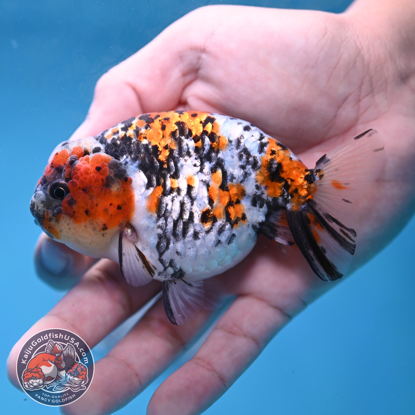 Tricolor Tiger Ranchu 3.5 inch Body (260220_RC13)