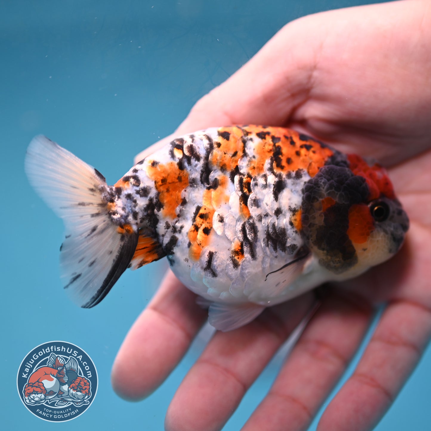 Tricolor Tiger Ranchu 3.5 inch Body (260220_RC13)