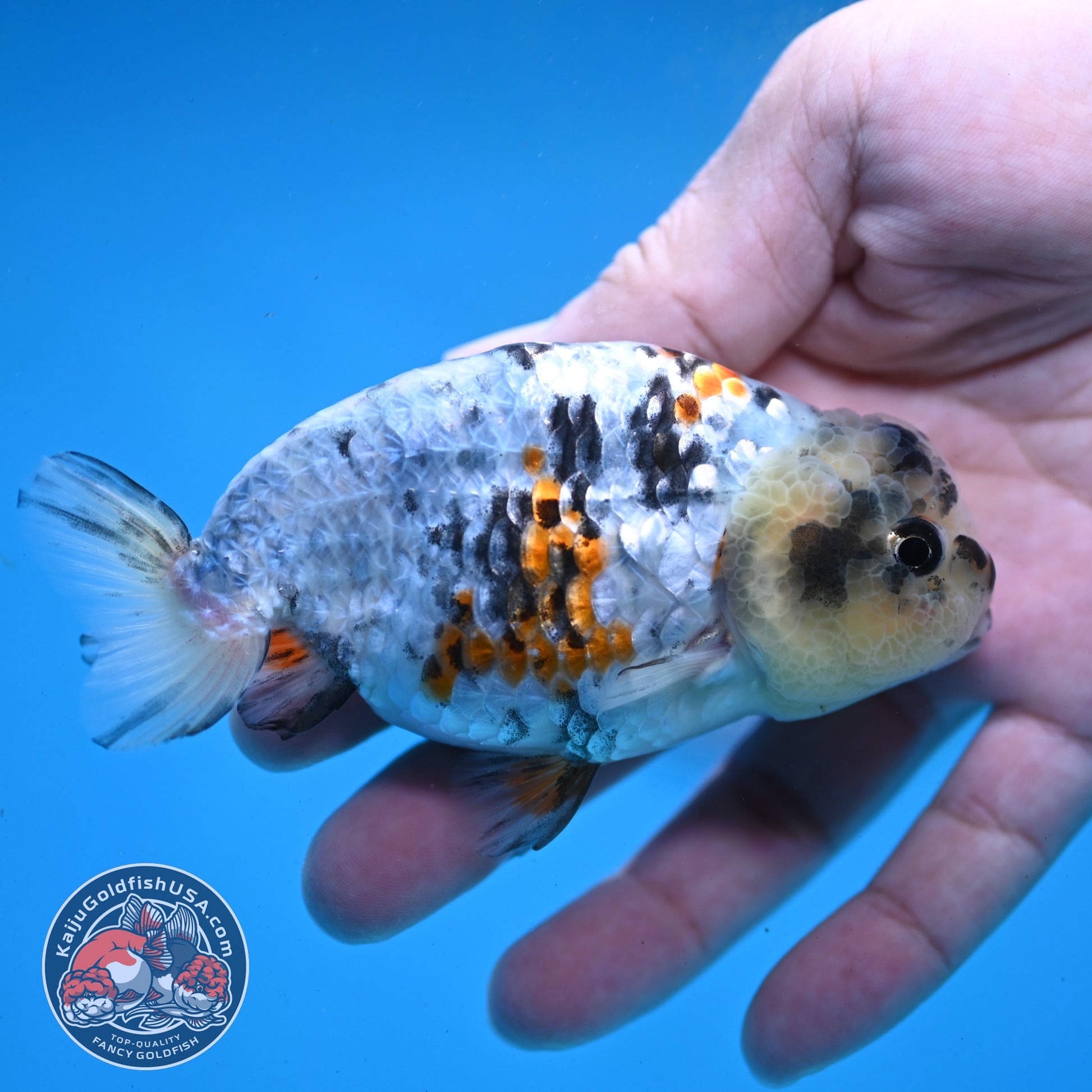 Tricolor Tiger Ranchu 3.5 inch Body (260227_RC04)
