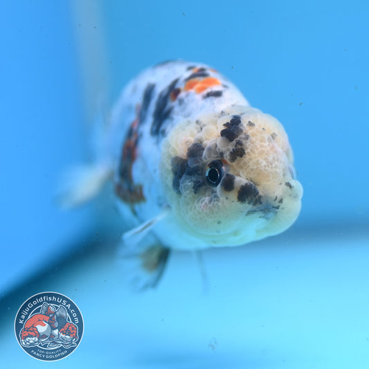 Tricolor Tiger Ranchu 3.5 inch Body (260227_RC04)