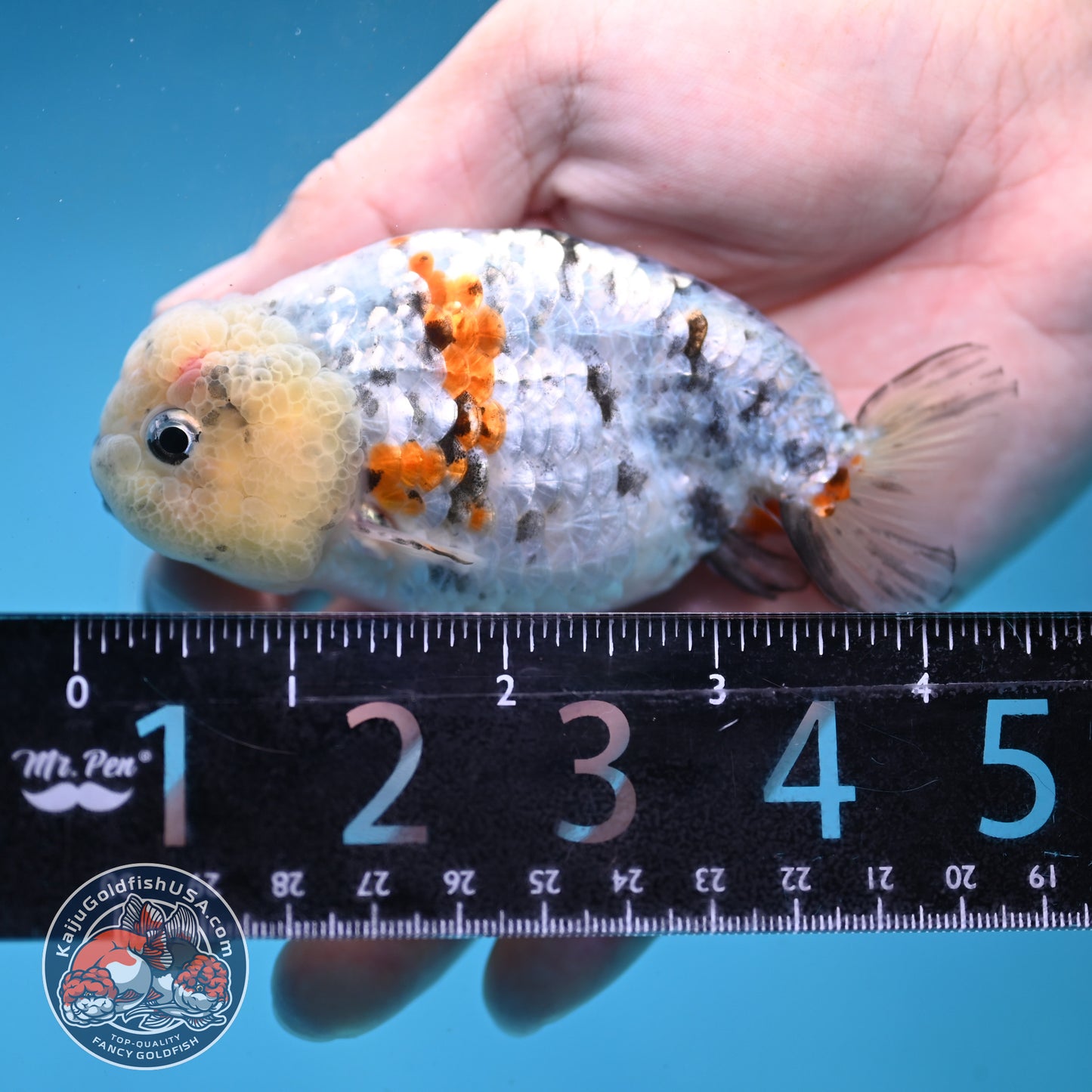 Tricolor Tiger Ranchu 3.5 inch Body (260227_RC04)
