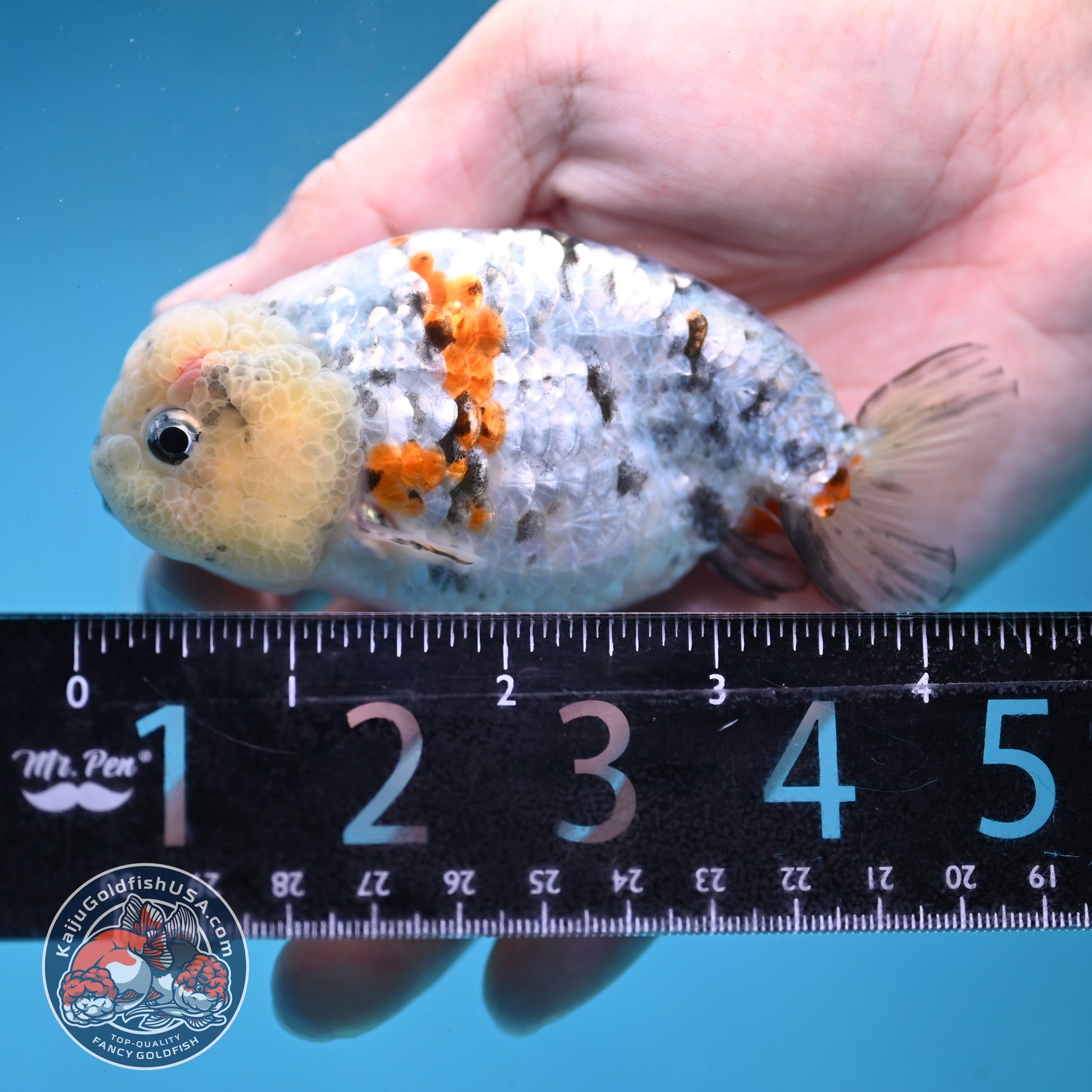 Tricolor Tiger Ranchu 3.5 inch Body (260227_RC04)