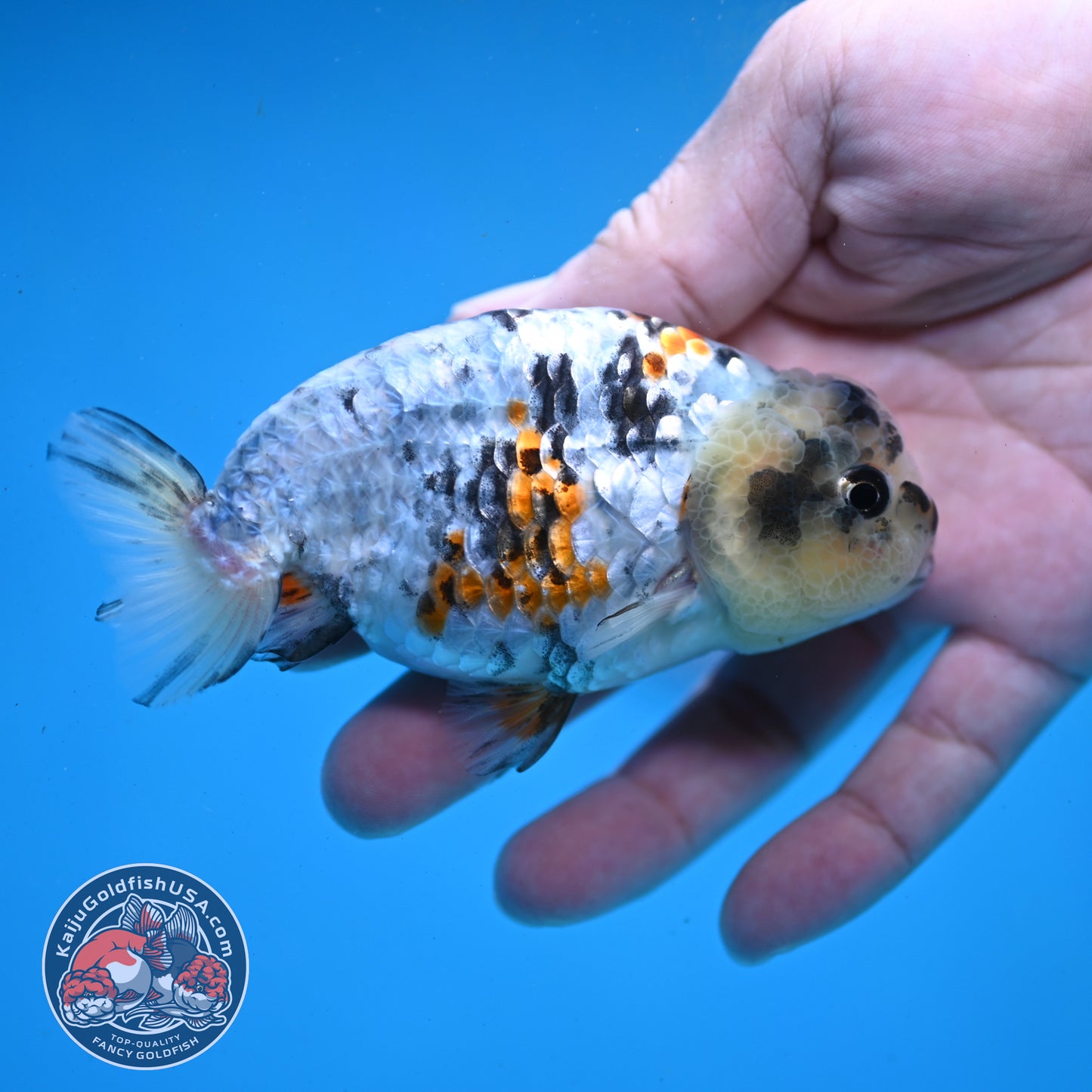 Tricolor Tiger Ranchu 3.5 inch Body (260227_RC04)