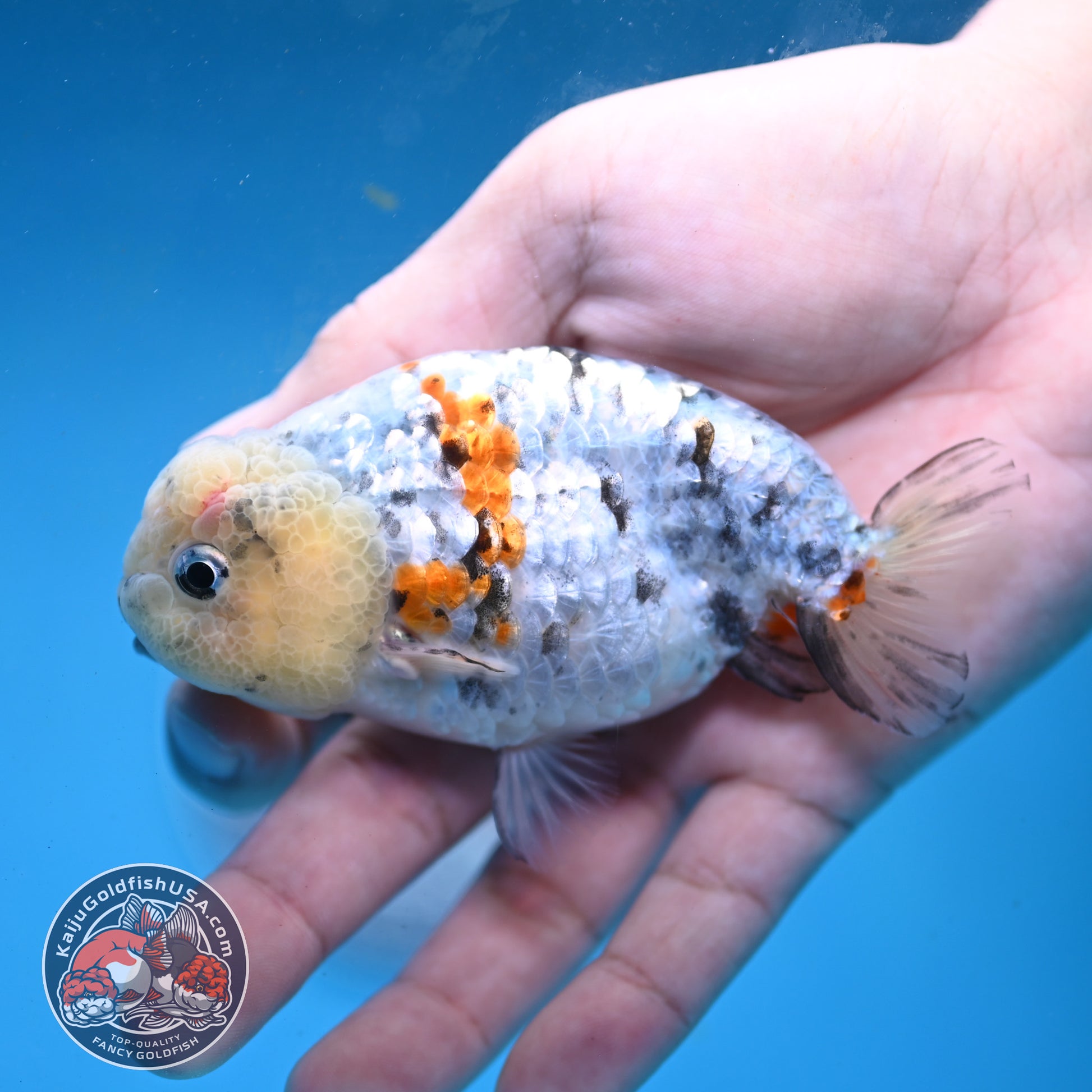 Tricolor Tiger Ranchu 3.5 inch Body (260227_RC04)