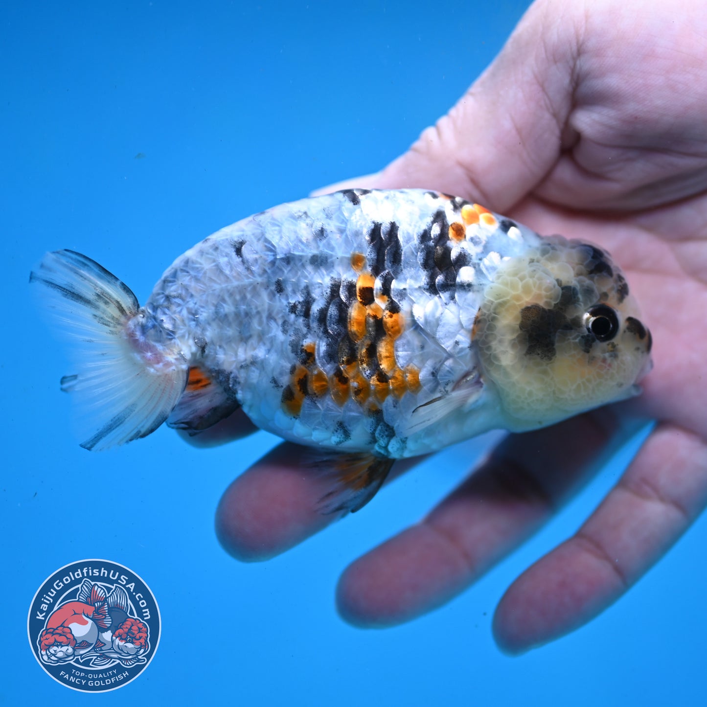 Tricolor Tiger Ranchu 3.5 inch Body (260227_RC04)
