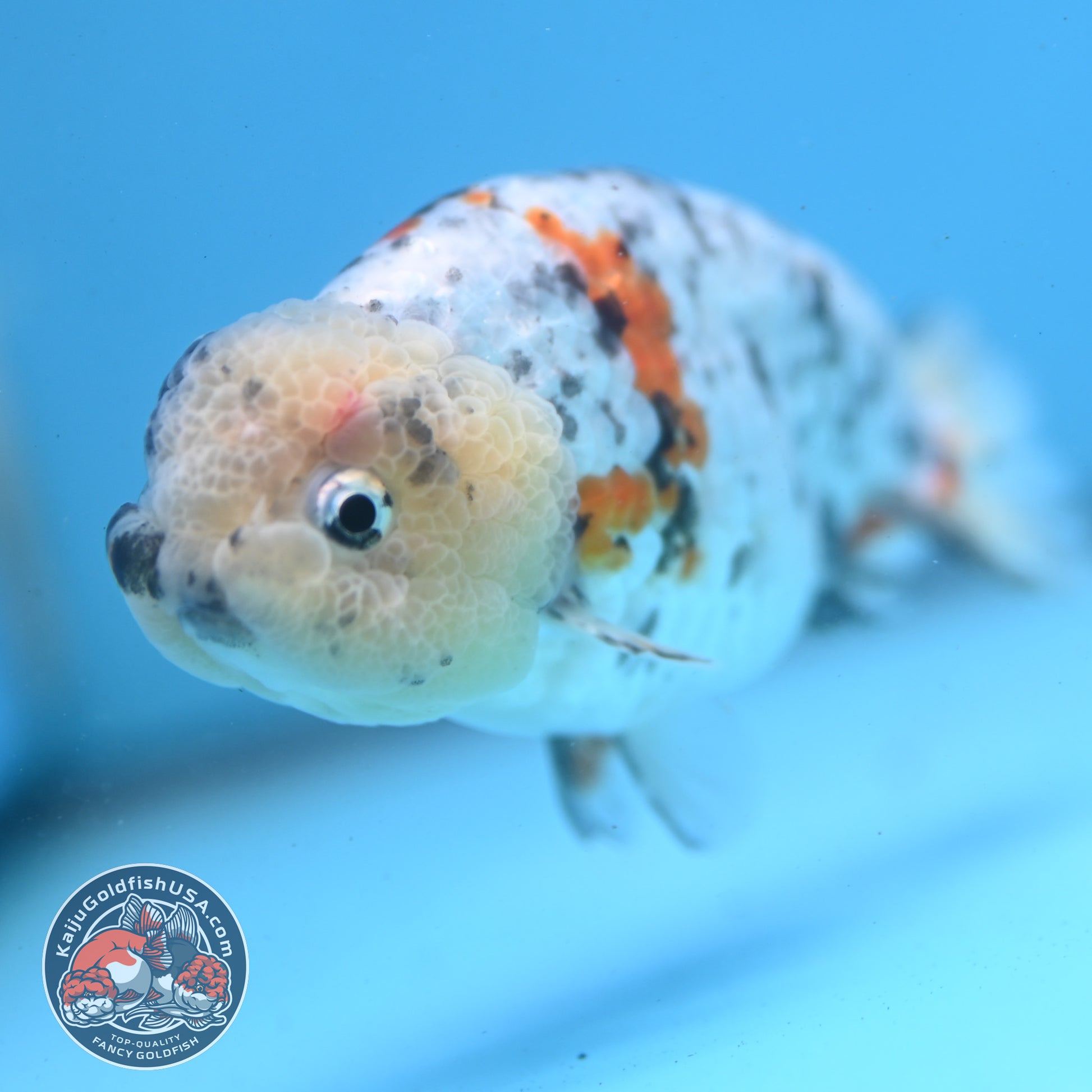 Tricolor Tiger Ranchu 3.5 inch Body (260227_RC04)
