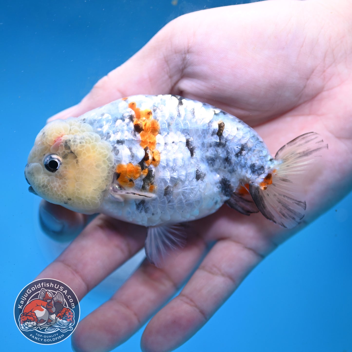Tricolor Tiger Ranchu 3.5 inch Body (260227_RC04)