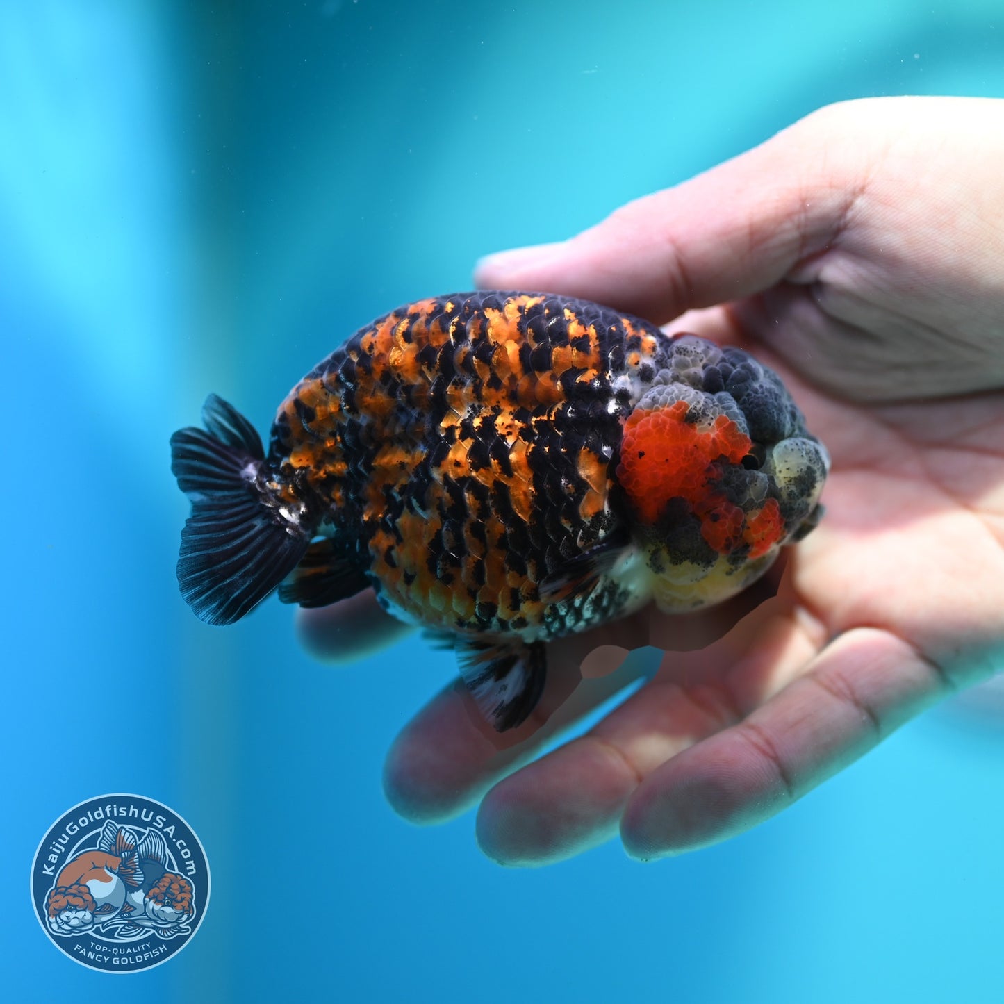 Tricolor Tiger Ranchu 3.5 inch Body (260612_RC08)