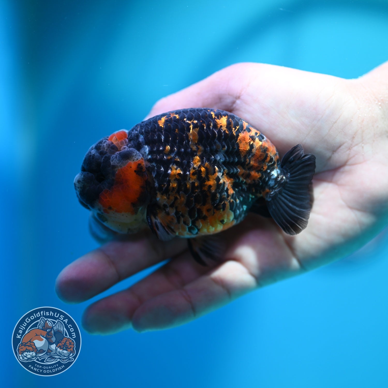 Tricolor Tiger Ranchu 3.5 inch Body (260612_RC08)