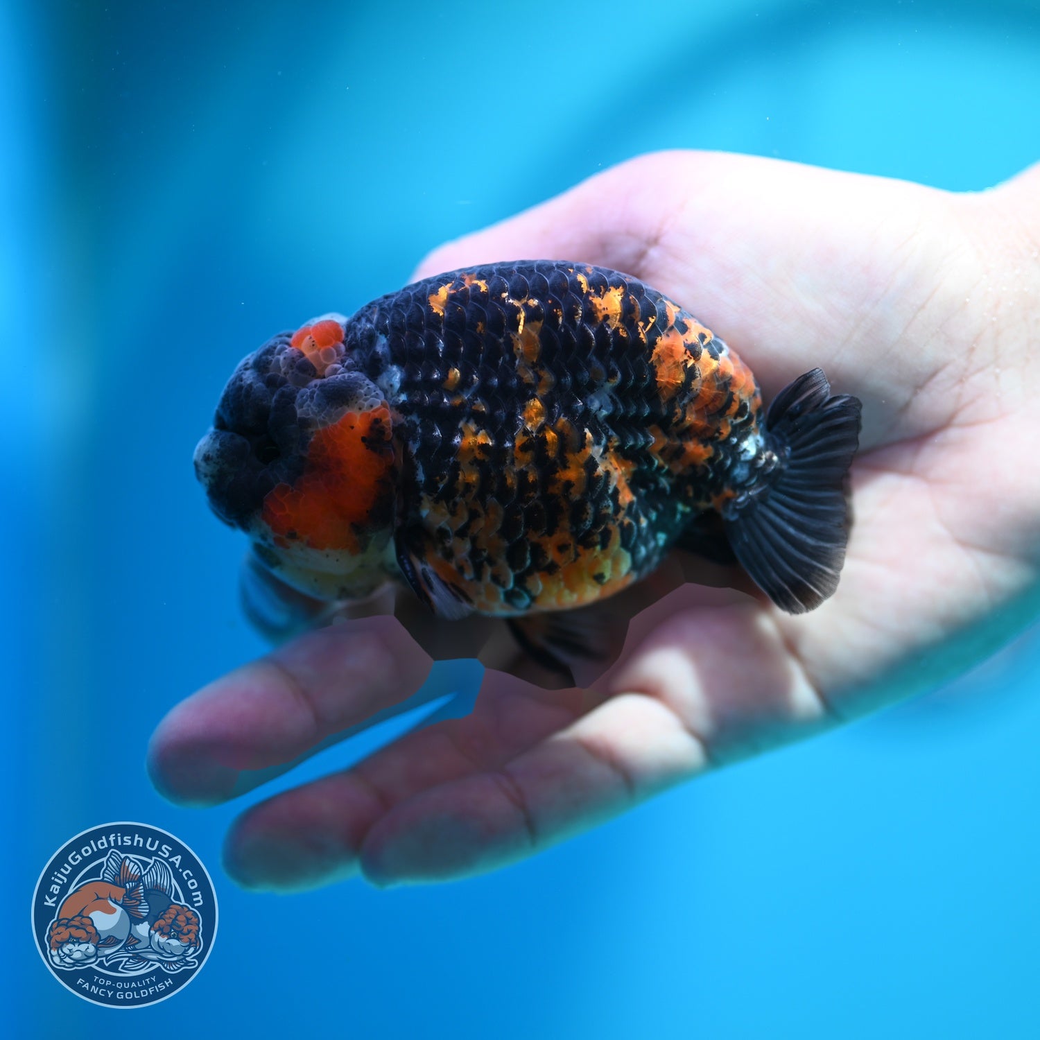 Tricolor Tiger Ranchu 3.5 inch Body (260612_RC08)