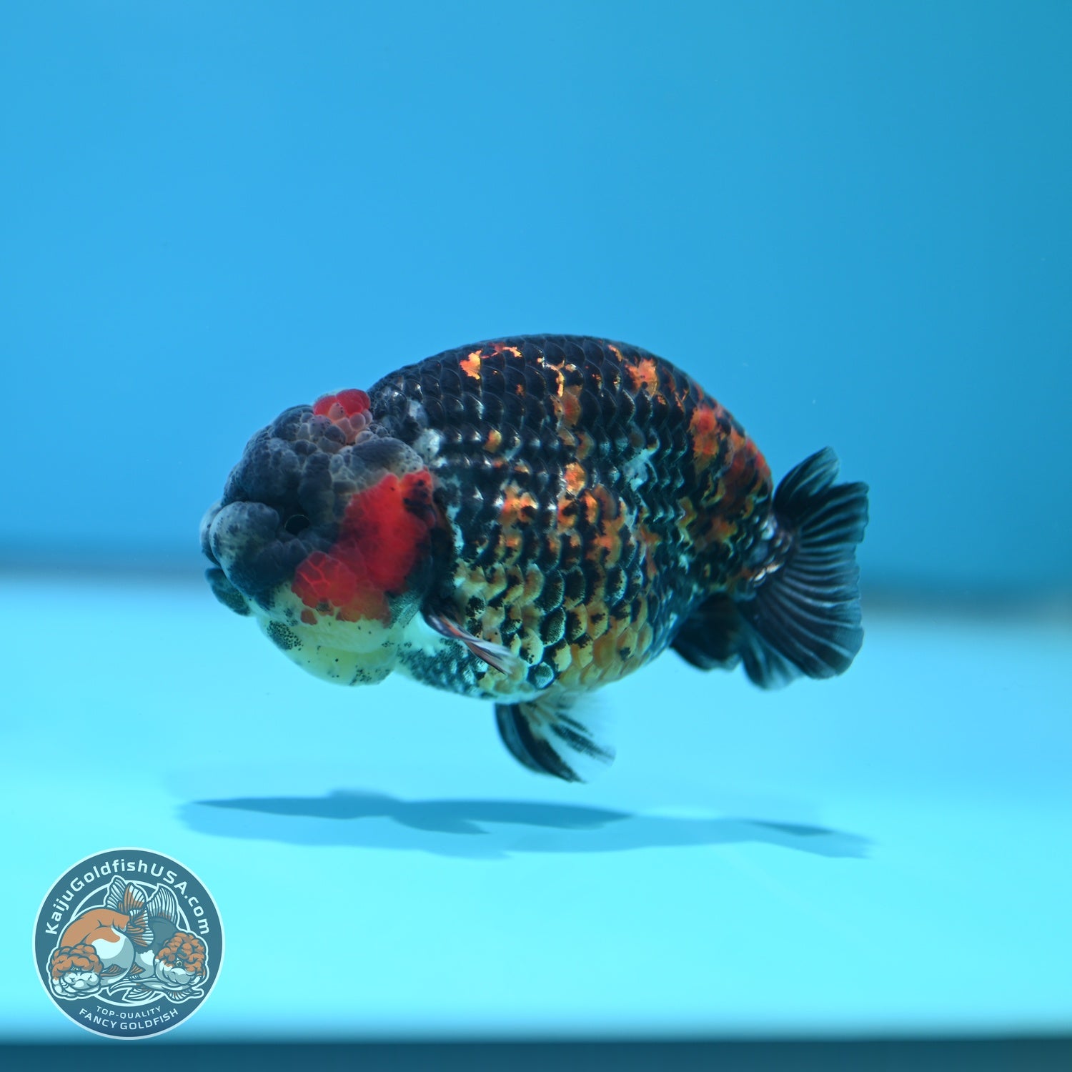 Tricolor Tiger Ranchu 3.5 inch Body (260612_RC08)