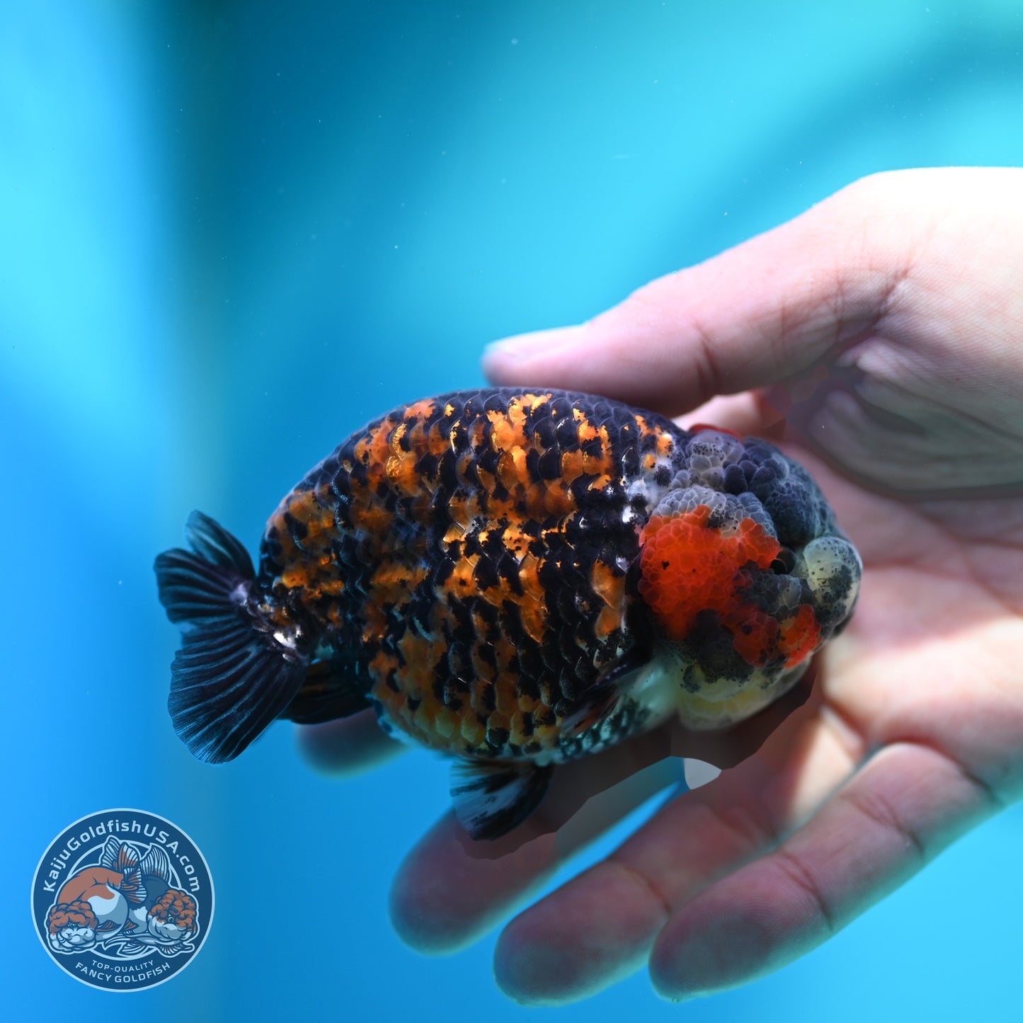 Tricolor Tiger Ranchu 3.5 inch Body (260612_RC08)