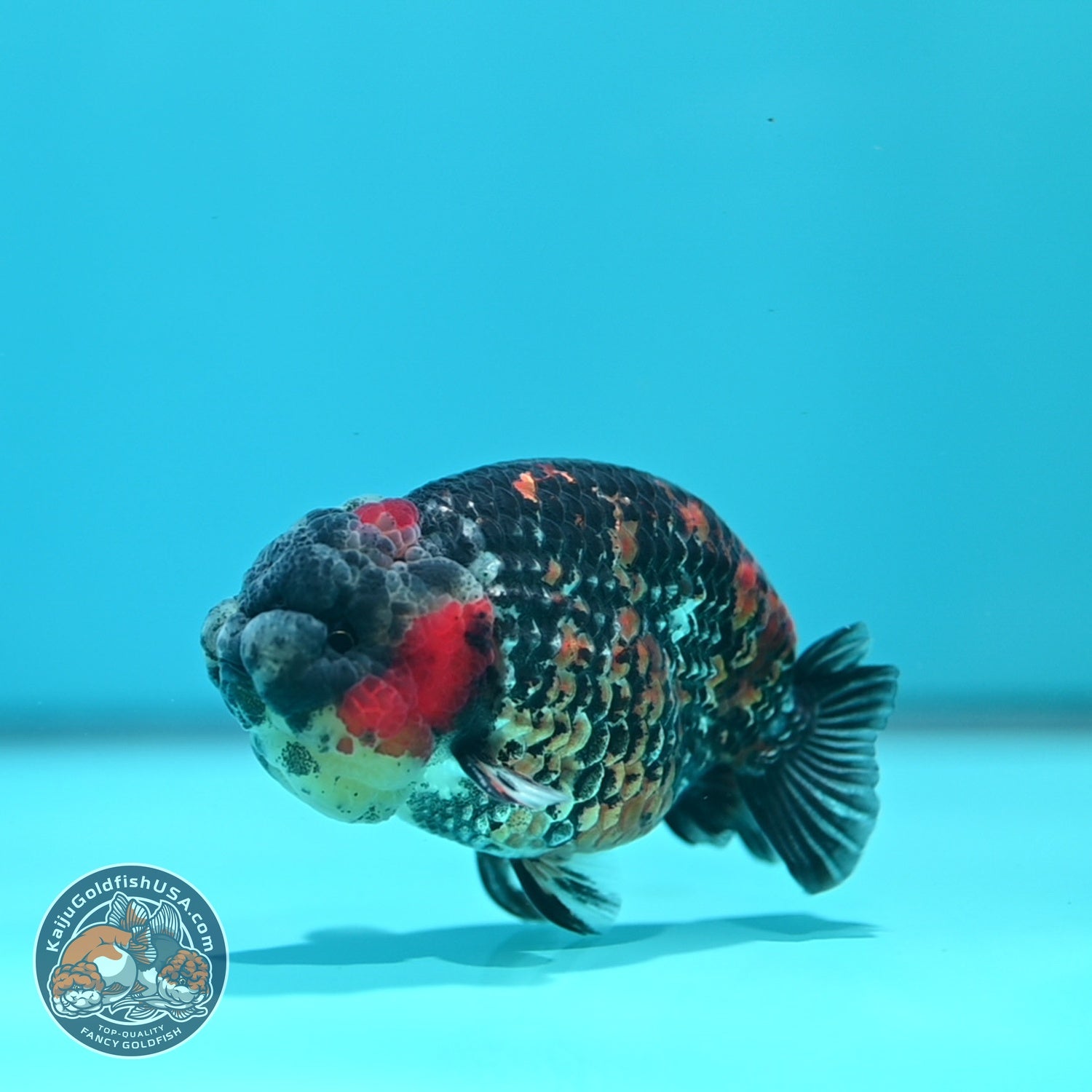 Tricolor Tiger Ranchu 3.5 inch Body (260612_RC08)