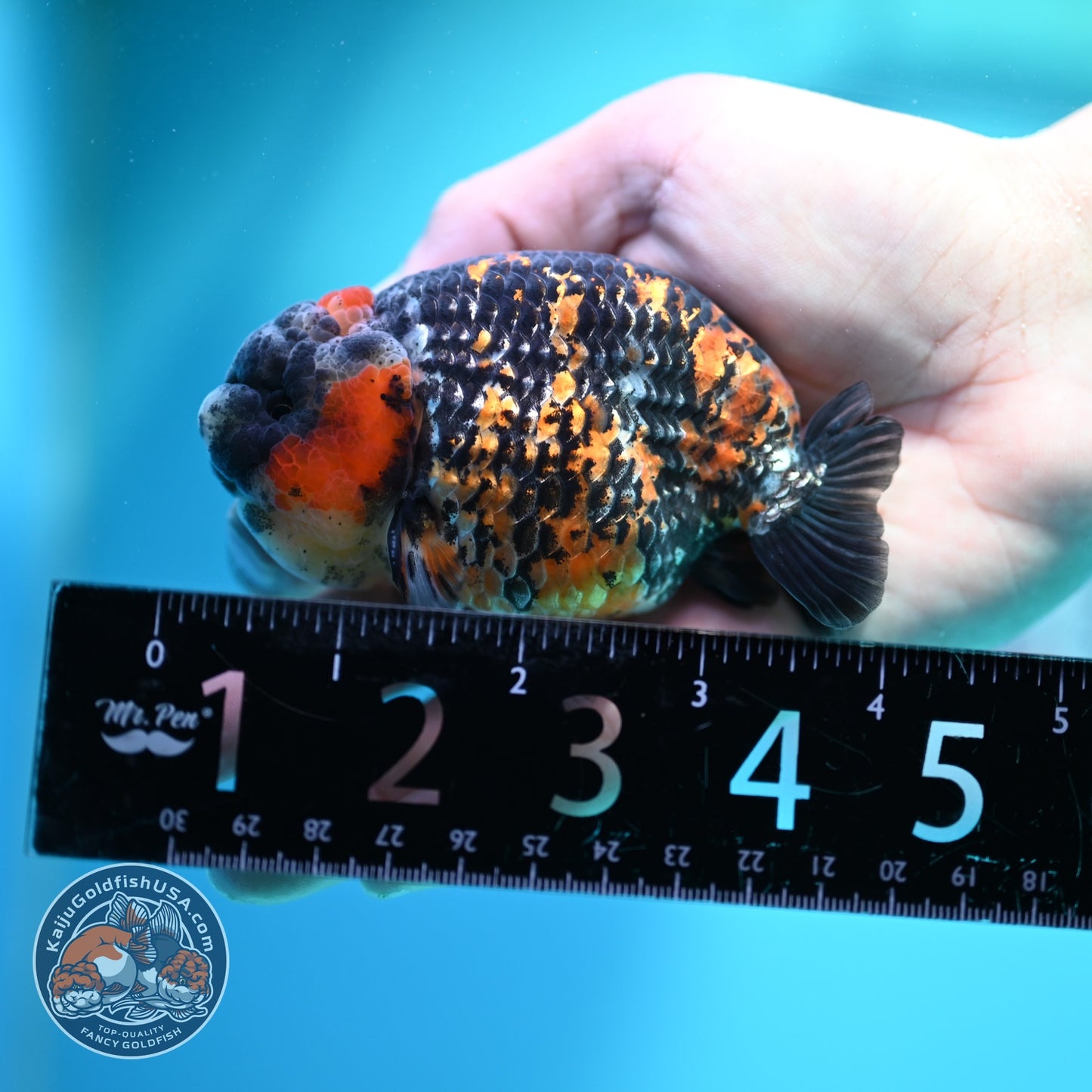 Tricolor Tiger Ranchu 3.5 inch Body (260612_RC08)