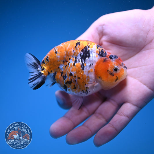 Tricolor Tiger Ranchu 3.5 inch Body (261016_RC05)
