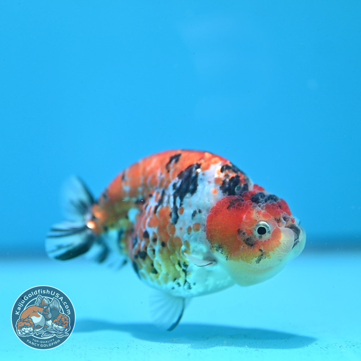 Tricolor Tiger Ranchu 3.5 inch Body (261016_RC05)