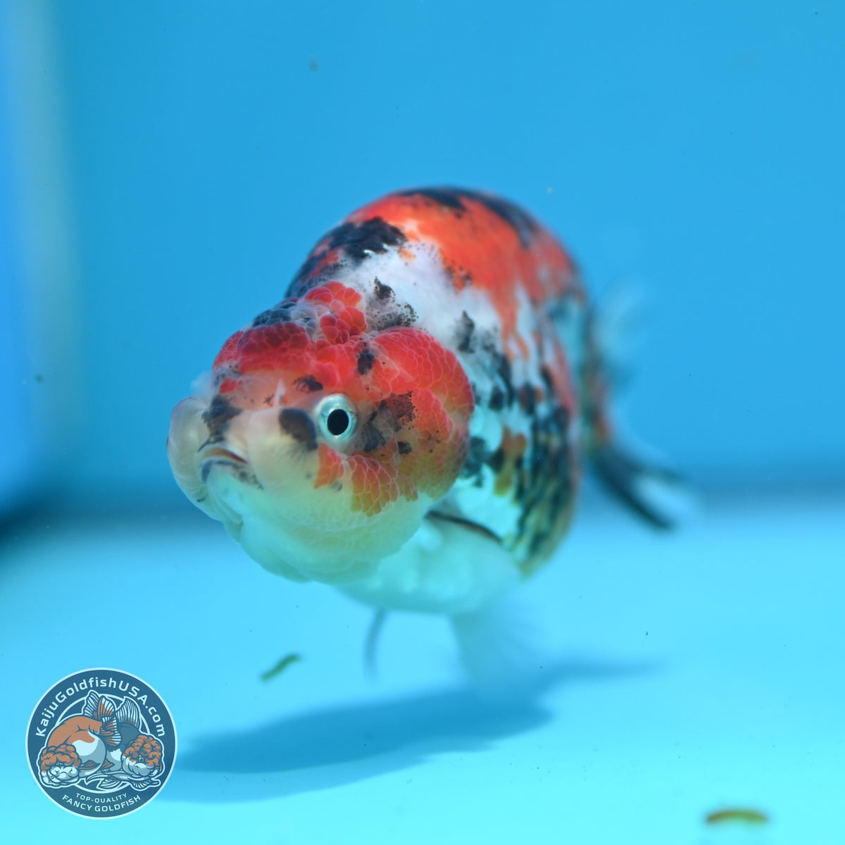 Tricolor Tiger Ranchu 3.5 inch Body (261016_RC05)