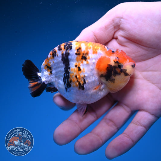 Tricolor Tiger Ranchu 3.5 inch Body (261023_RC07)