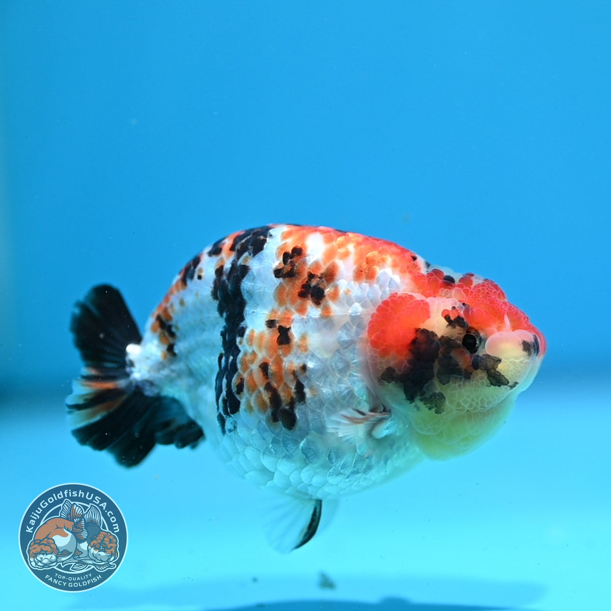 Tricolor Tiger Ranchu 3.5 inch Body (261023_RC07)