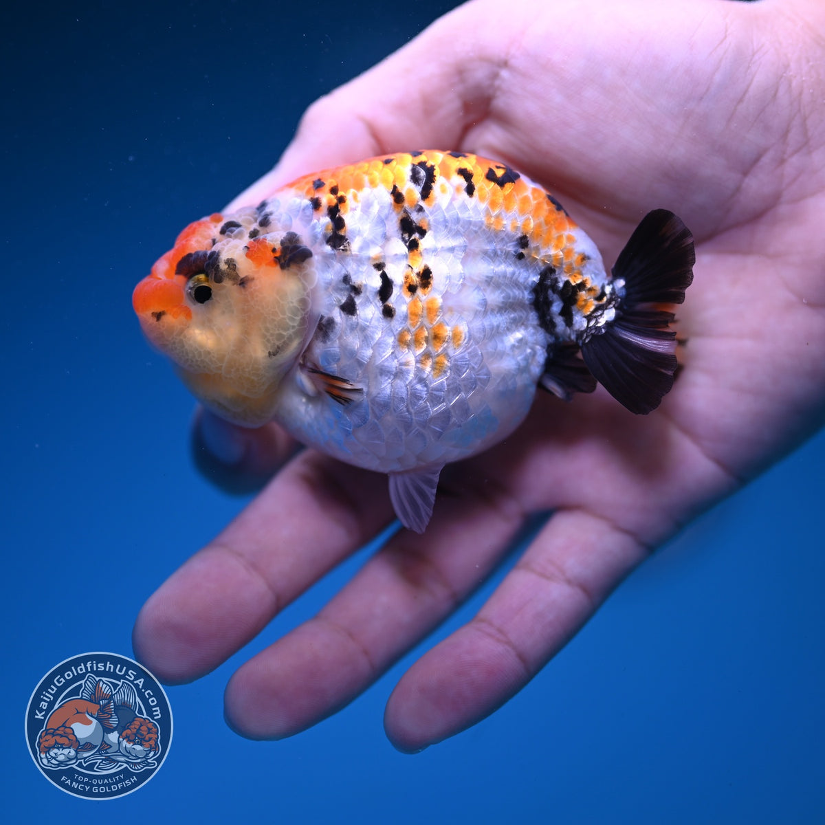 Tricolor Tiger Ranchu 3.5 inch Body (261023_RC07)