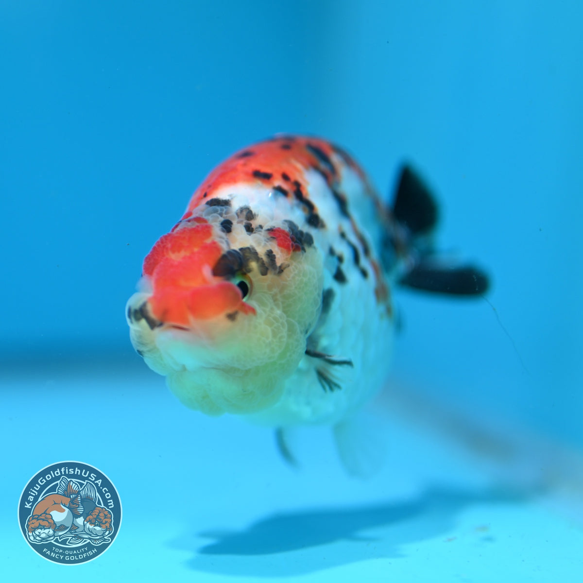 Tricolor Tiger Ranchu 3.5 inch Body (261023_RC07)