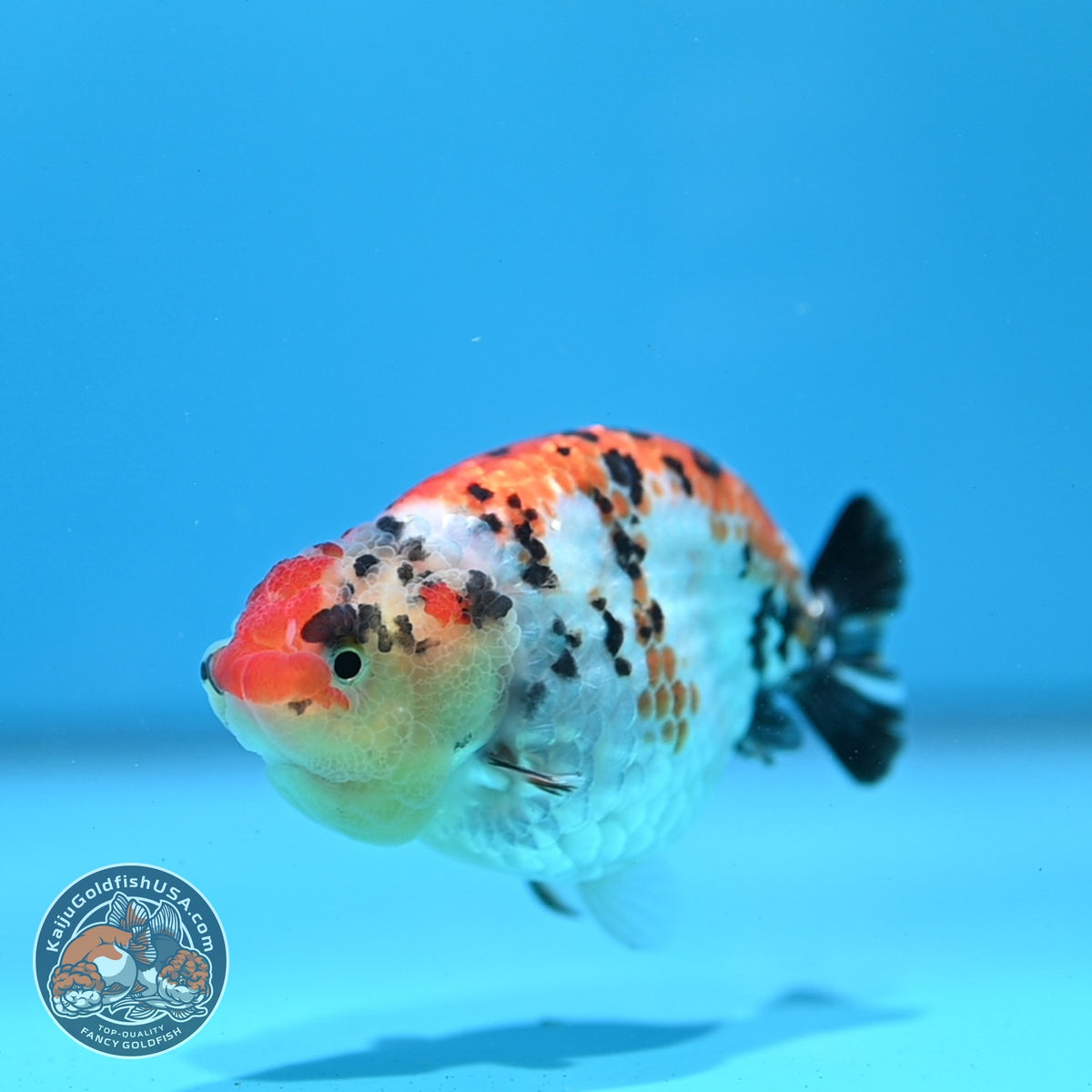 Tricolor Tiger Ranchu 3.5 inch Body (261023_RC07)