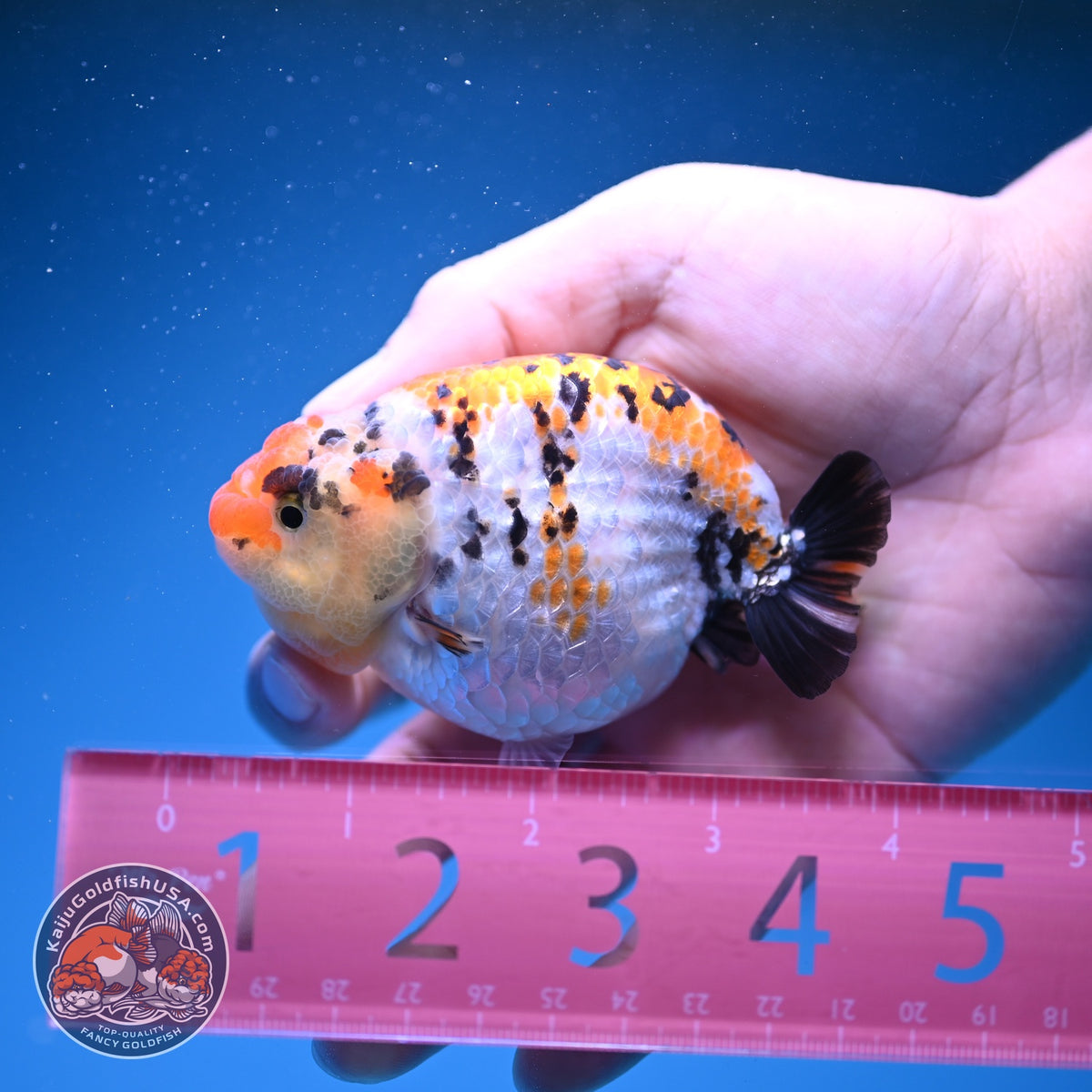 Tricolor Tiger Ranchu 3.5 inch Body (261023_RC07)