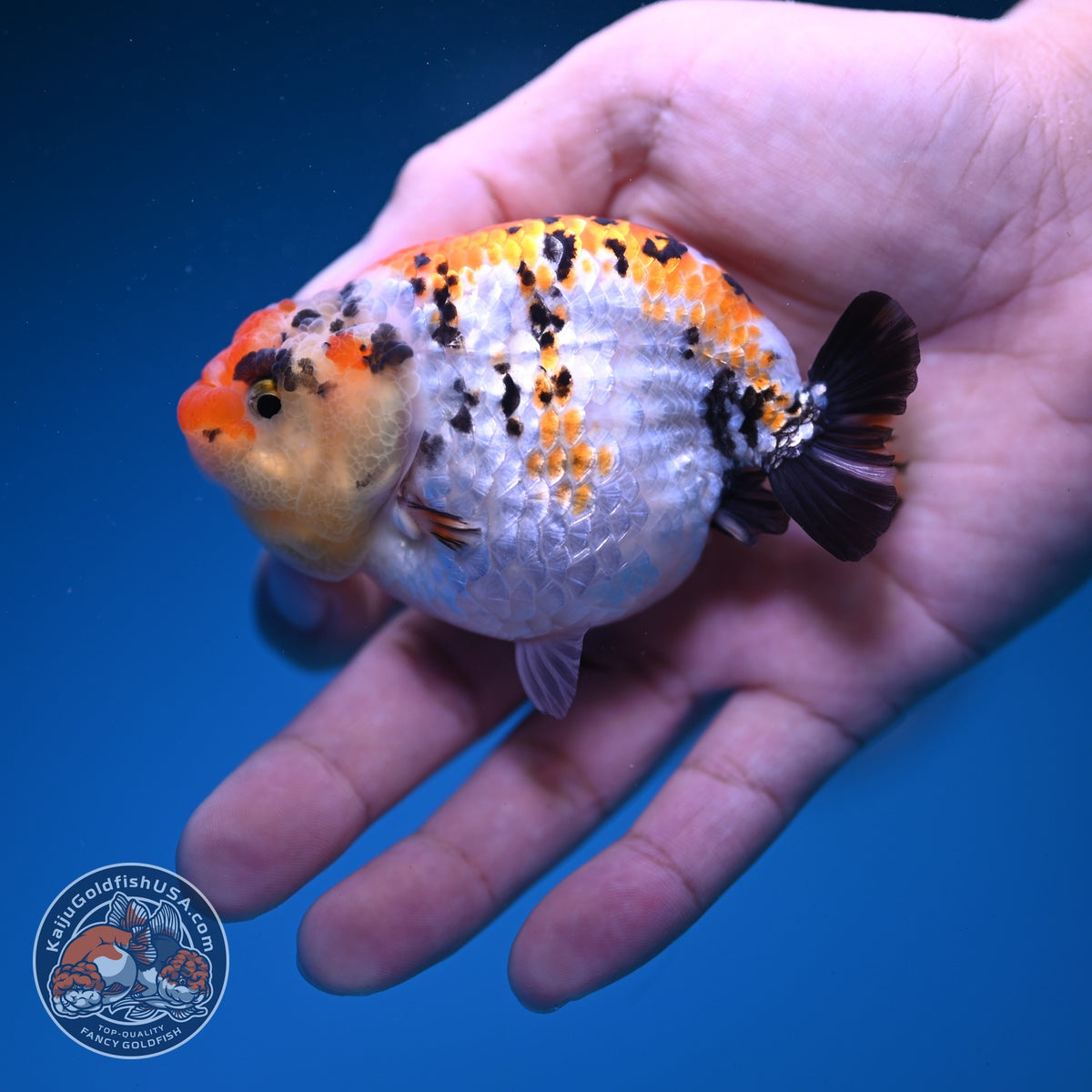 Tricolor Tiger Ranchu 3.5 inch Body (261023_RC07)