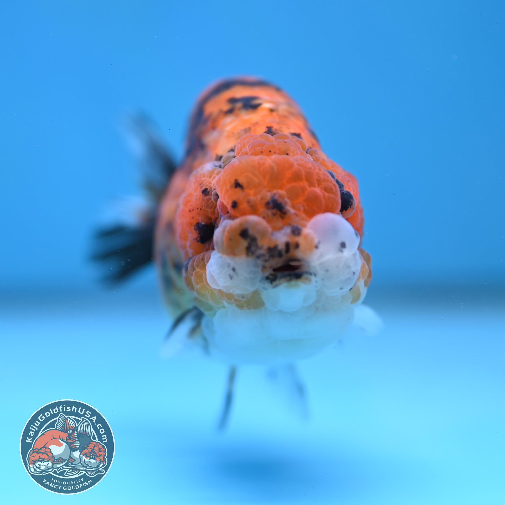 Tricolor Tiger Ranchu 3.8 inch Body (260116_RC02)