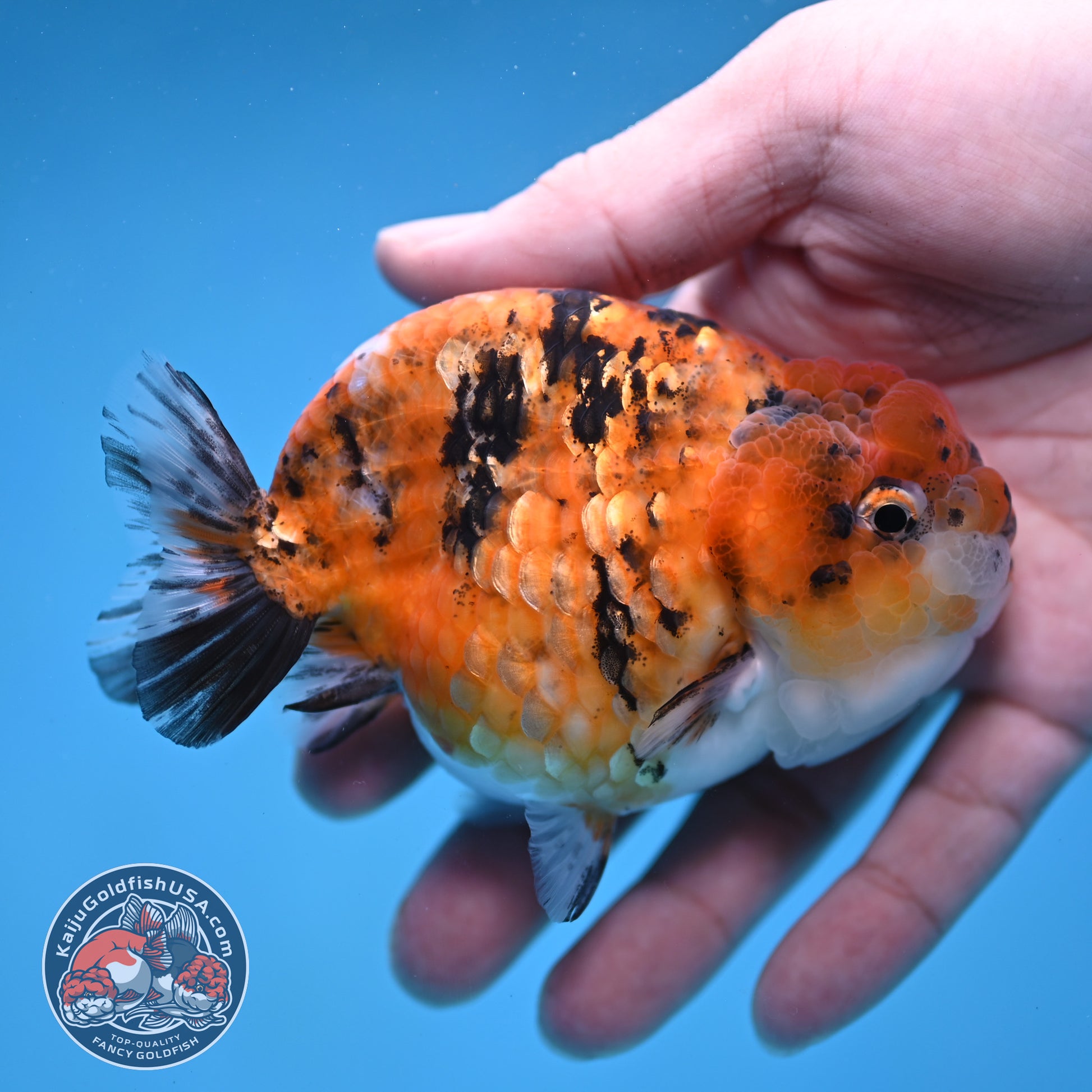 Tricolor Tiger Ranchu 3.8 inch Body (260116_RC02)