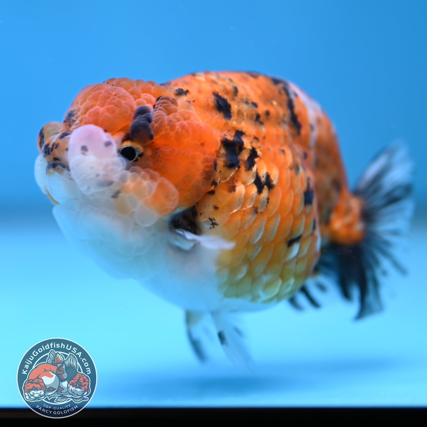 Tricolor Tiger Ranchu 3.8 inch Body (260116_RC02)