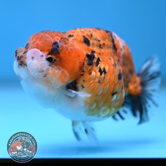 Tricolor Tiger Ranchu 3.8 inch Body (260116_RC02)