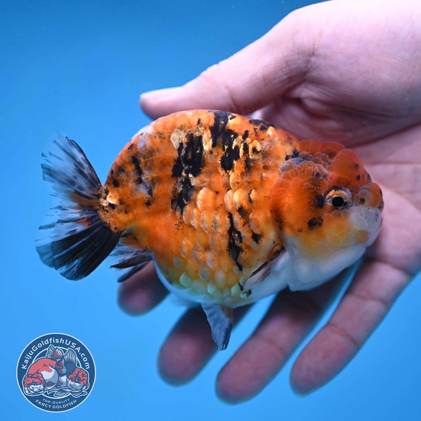 Tricolor Tiger Ranchu 3.8 inch Body (260116_RC02)