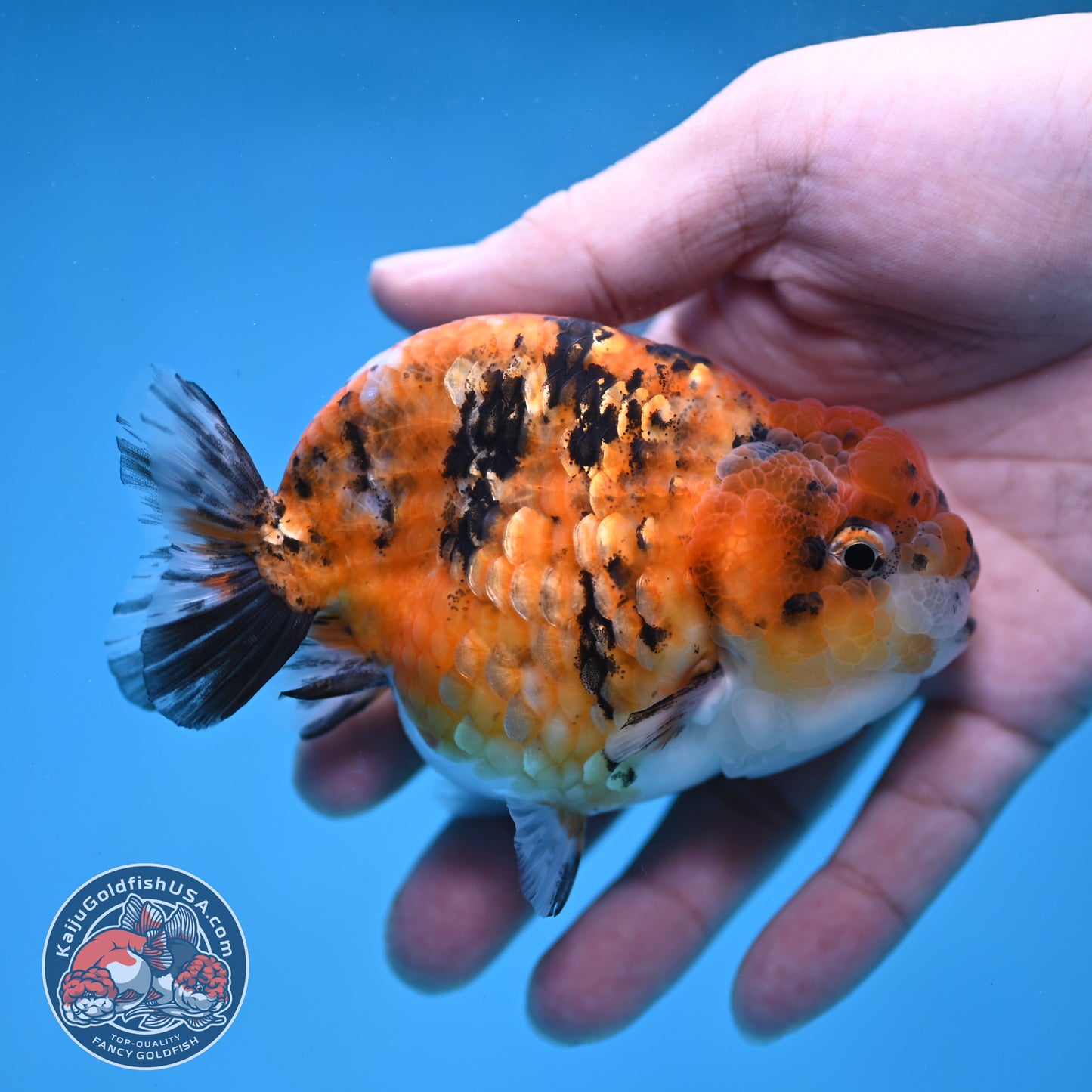 Tricolor Tiger Ranchu 3.8 inch Body (260116_RC02)