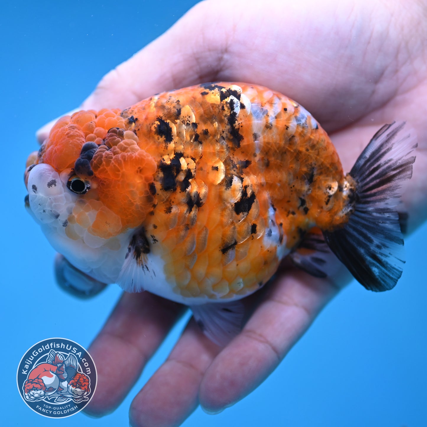 Tricolor Tiger Ranchu 3.8 inch Body (260116_RC02)