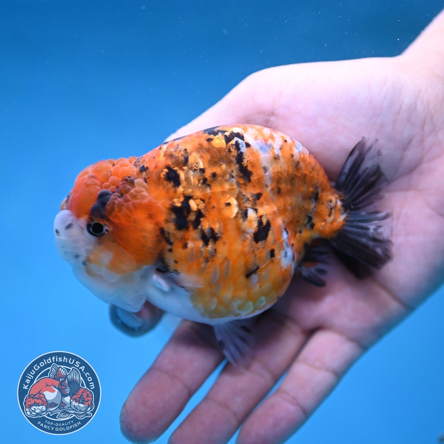 Tricolor Tiger Ranchu 3.8 inch Body (260116_RC02)