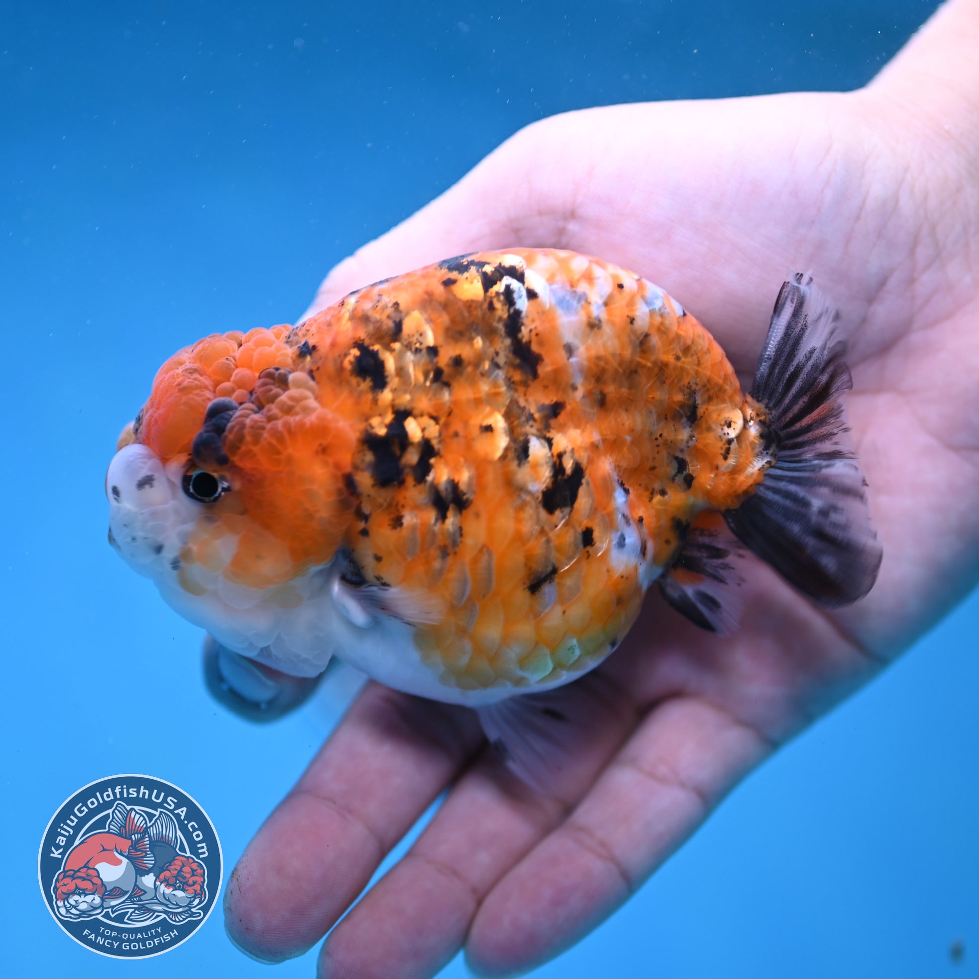 Tricolor Tiger Ranchu 3.8 inch Body (260116_RC02)
