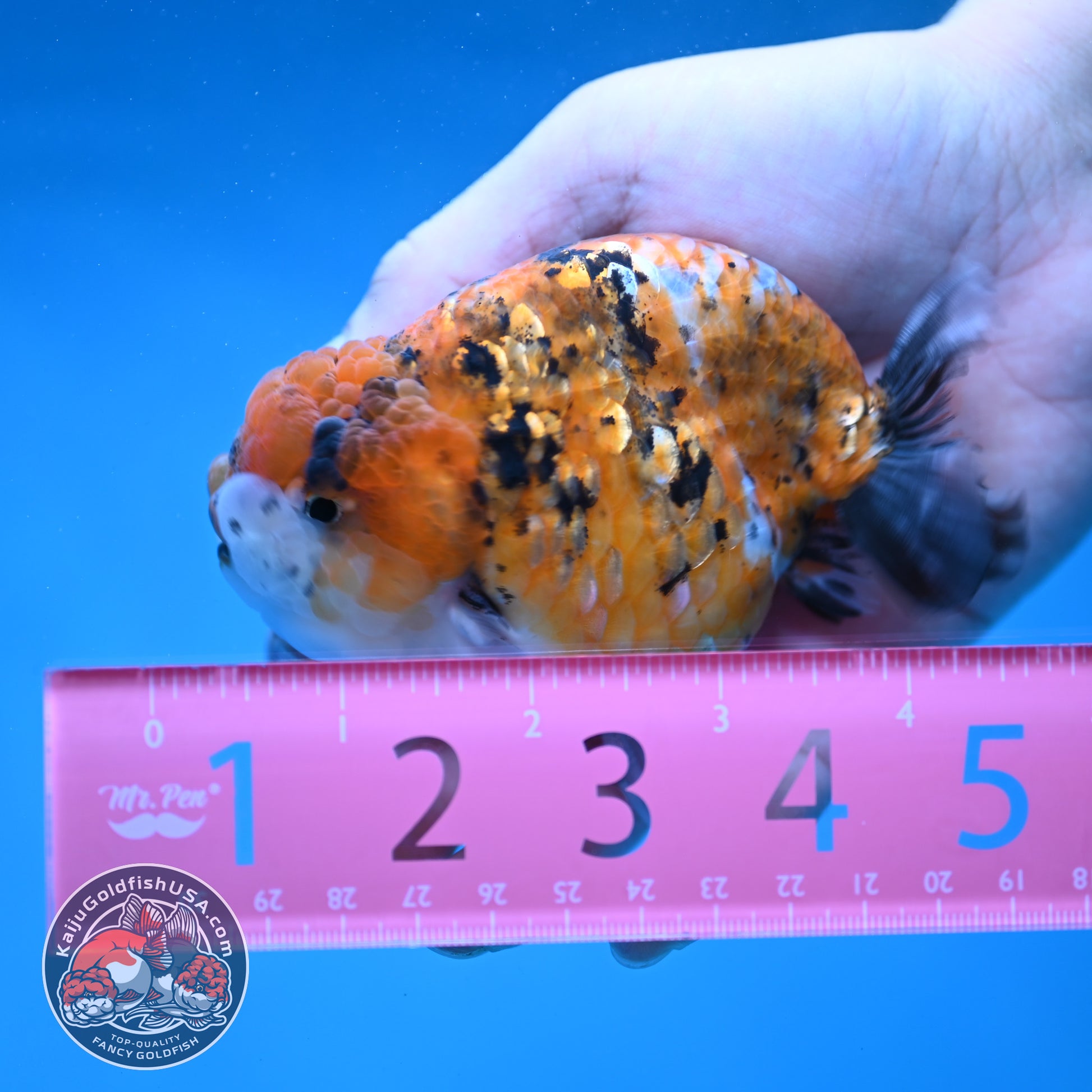 Tricolor Tiger Ranchu 3.8 inch Body (260116_RC02)