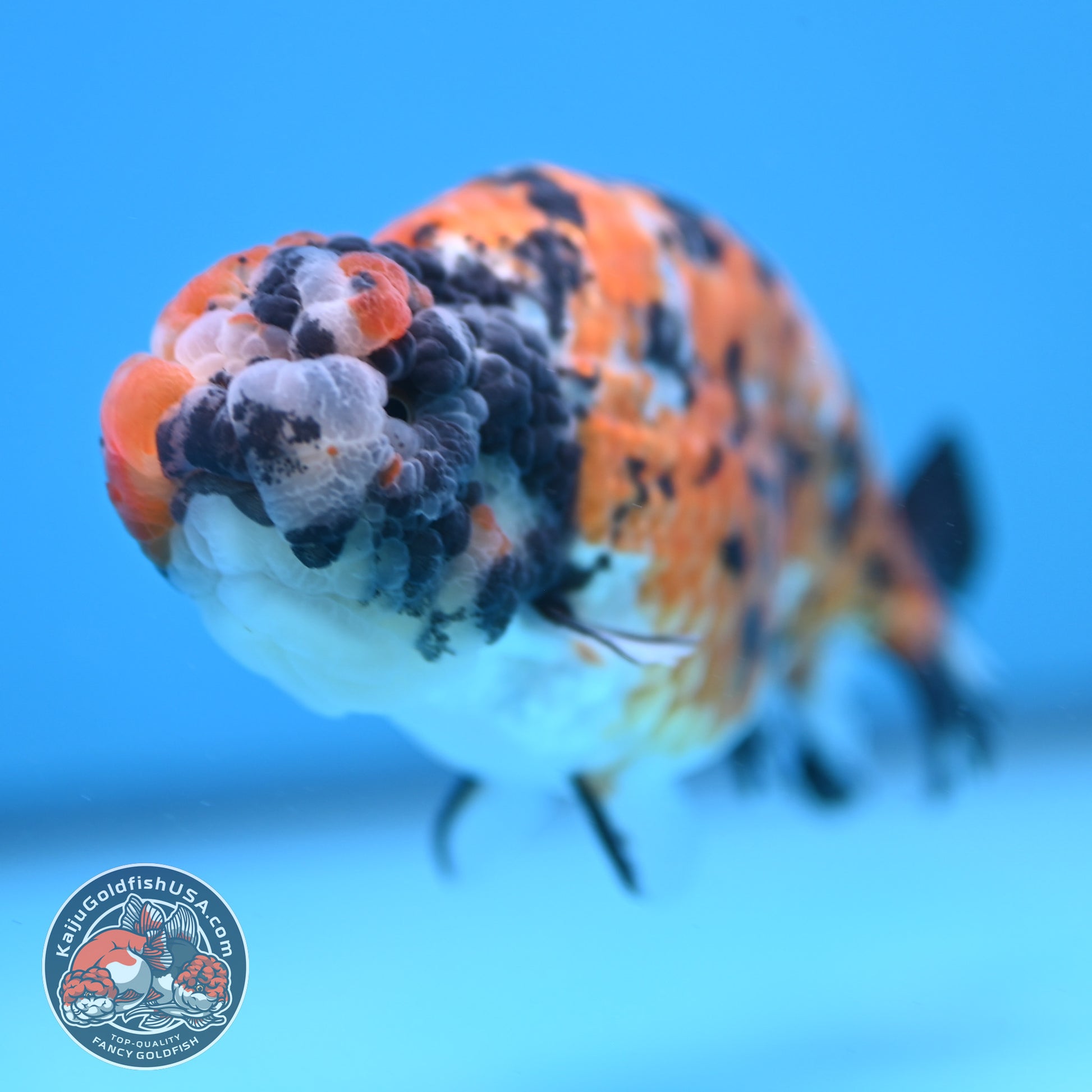 Tricolor Tiger Ranchu 4 inch Body (251121_RC04)
