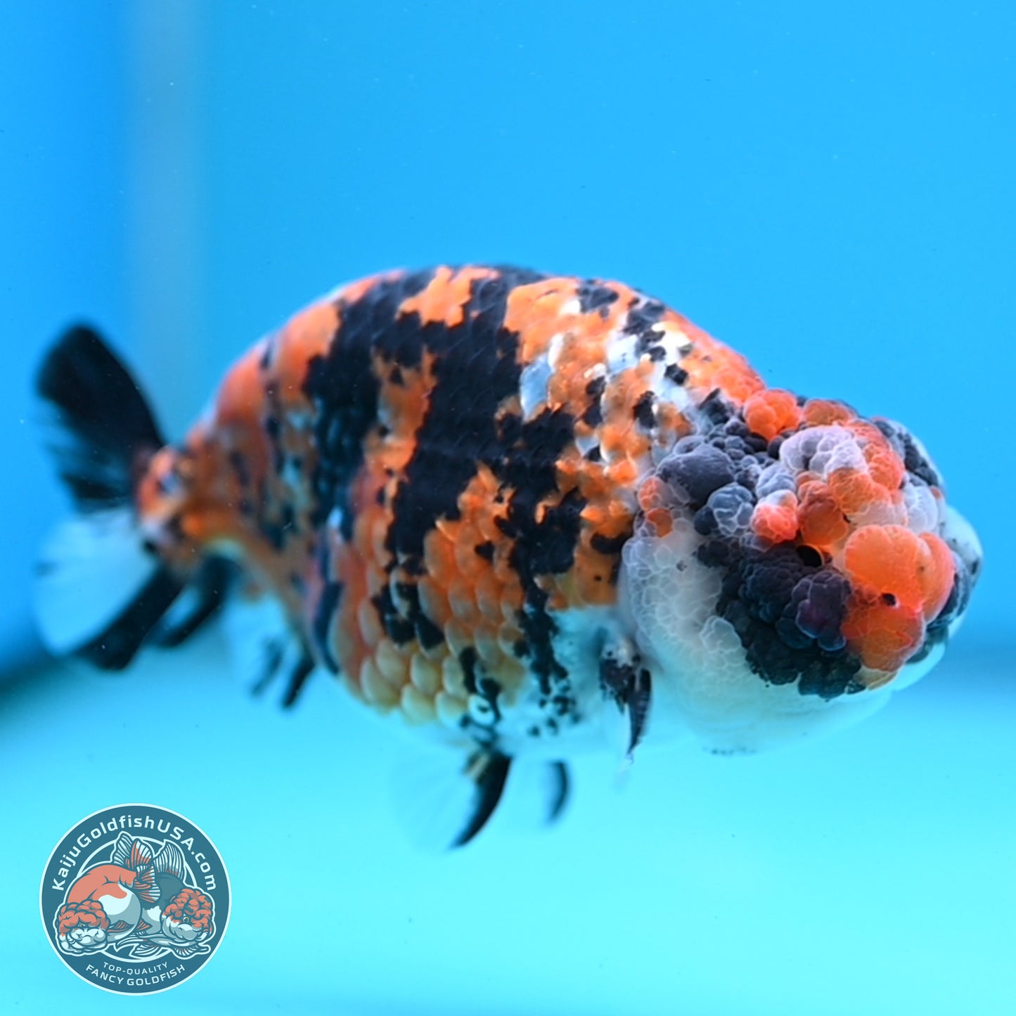 Tricolor Tiger Ranchu 4 inch Body (251121_RC04)