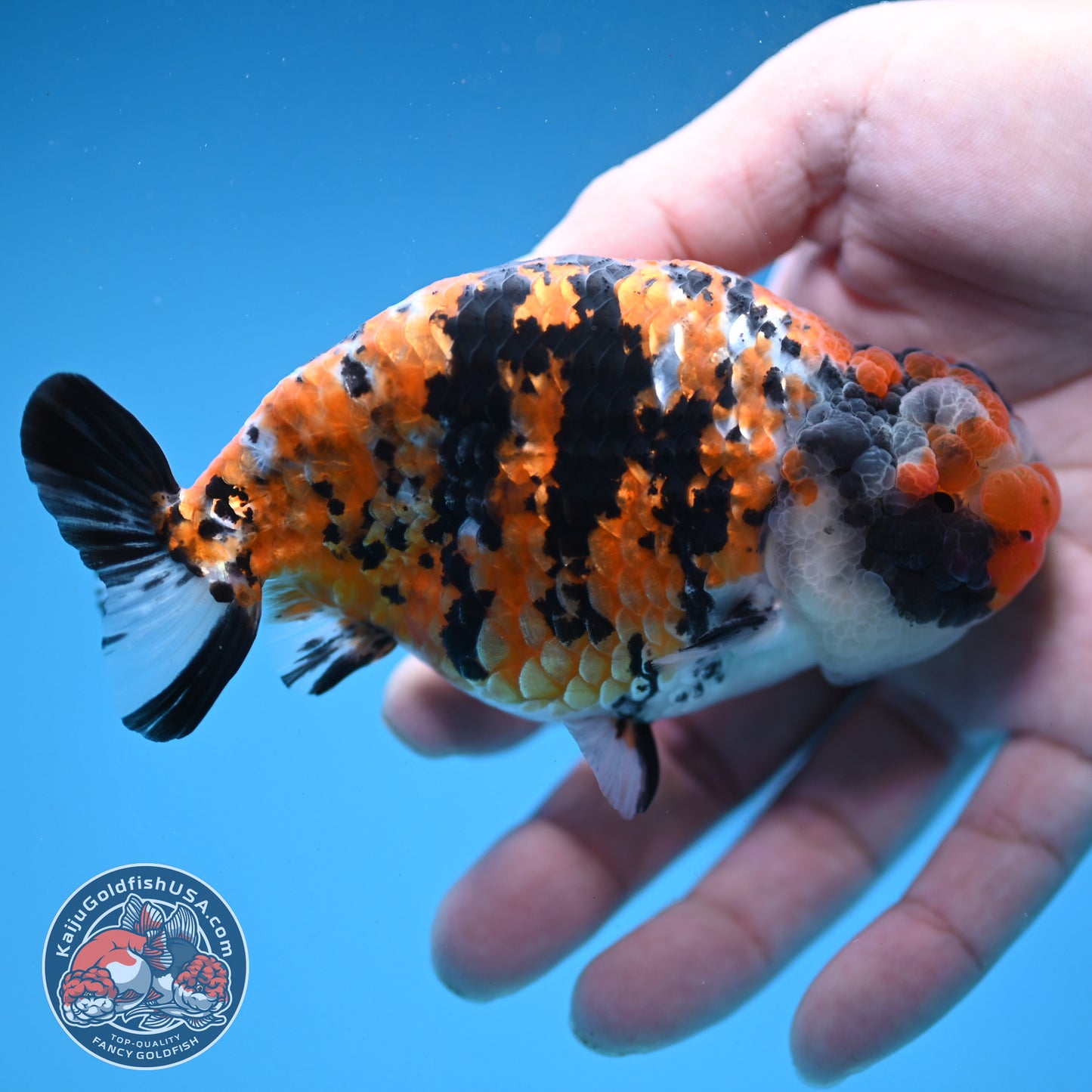 Tricolor Tiger Ranchu 4 inch Body (251121_RC04)