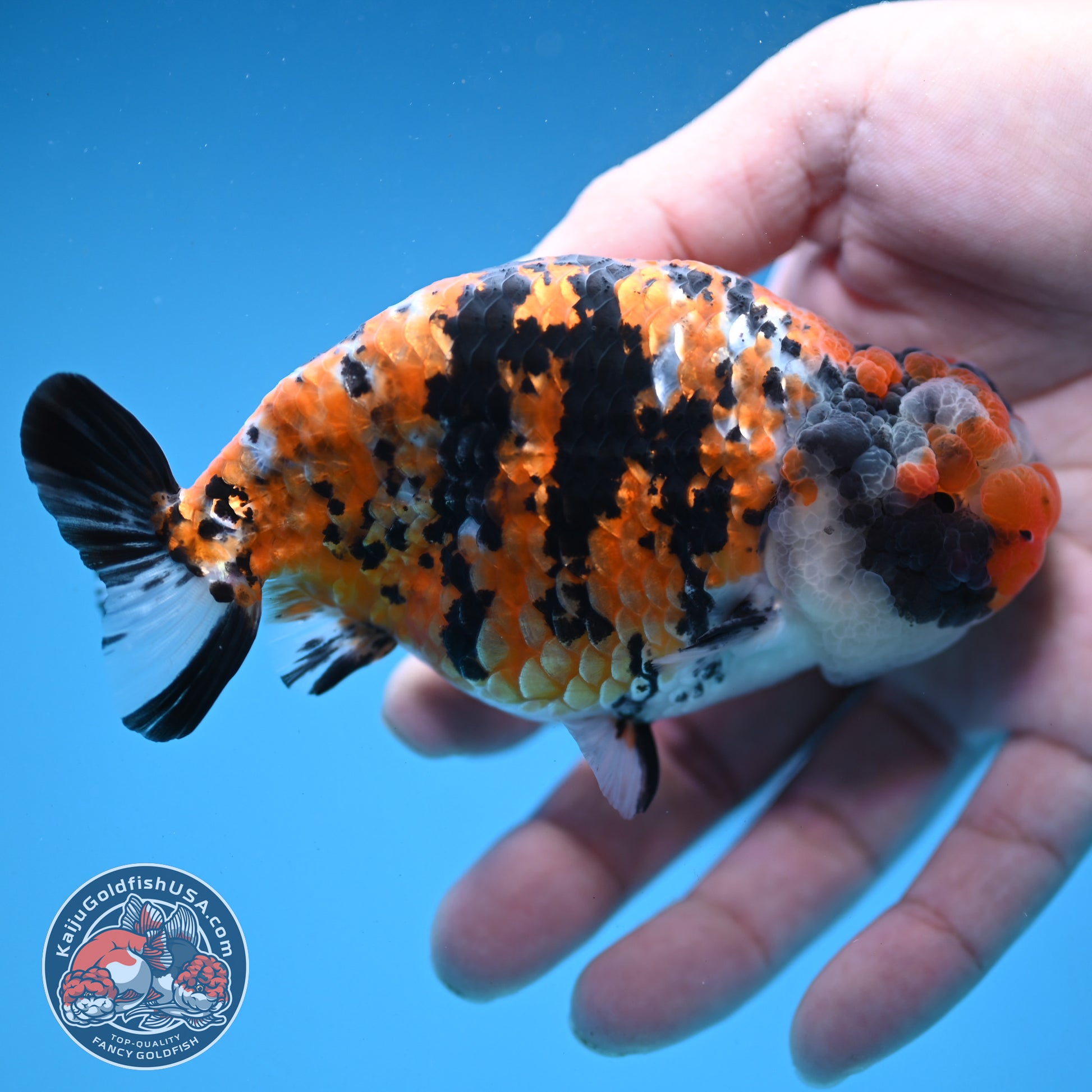 Tricolor Tiger Ranchu 4 inch Body (251121_RC04)