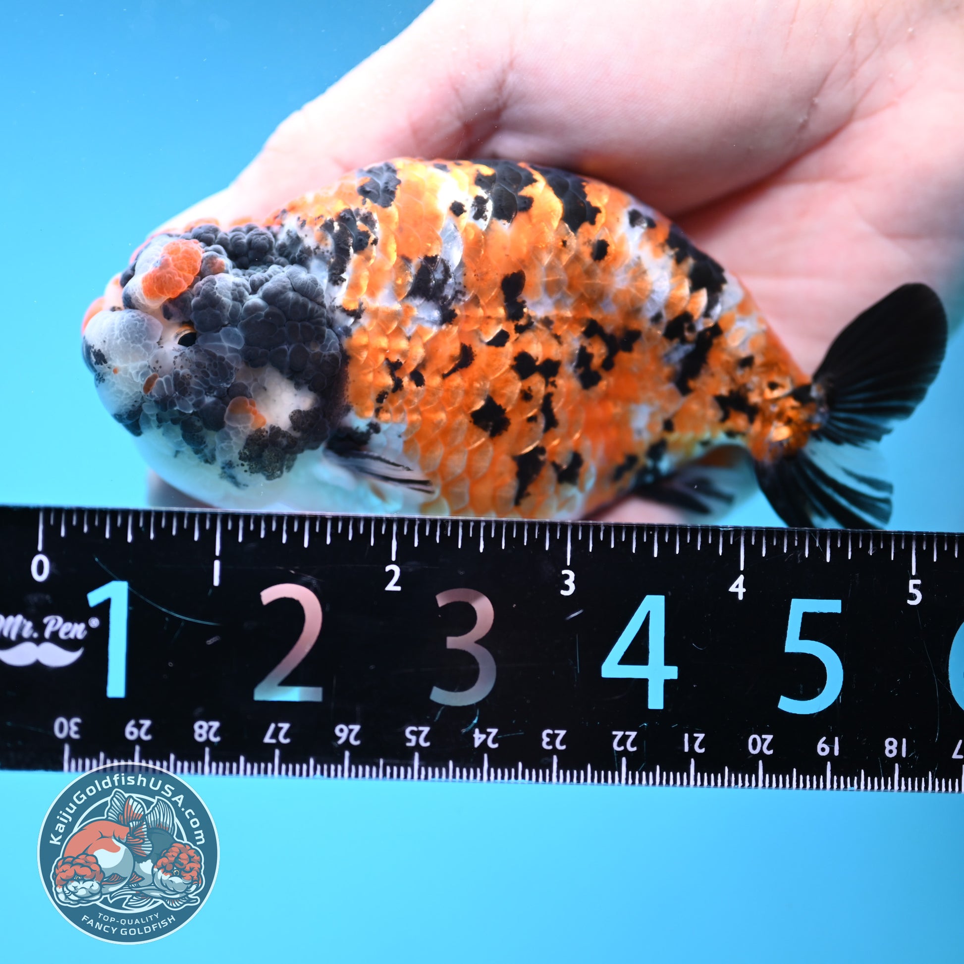 Tricolor Tiger Ranchu 4 inch Body (251121_RC04)