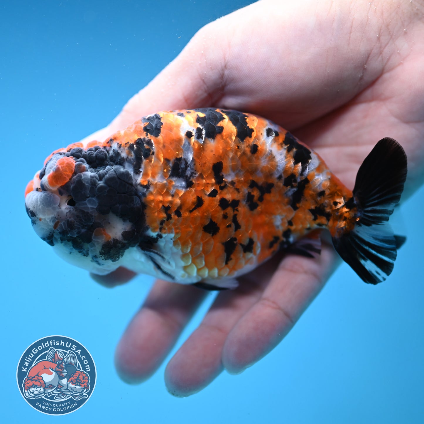 Tricolor Tiger Ranchu 4 inch Body (251121_RC04)