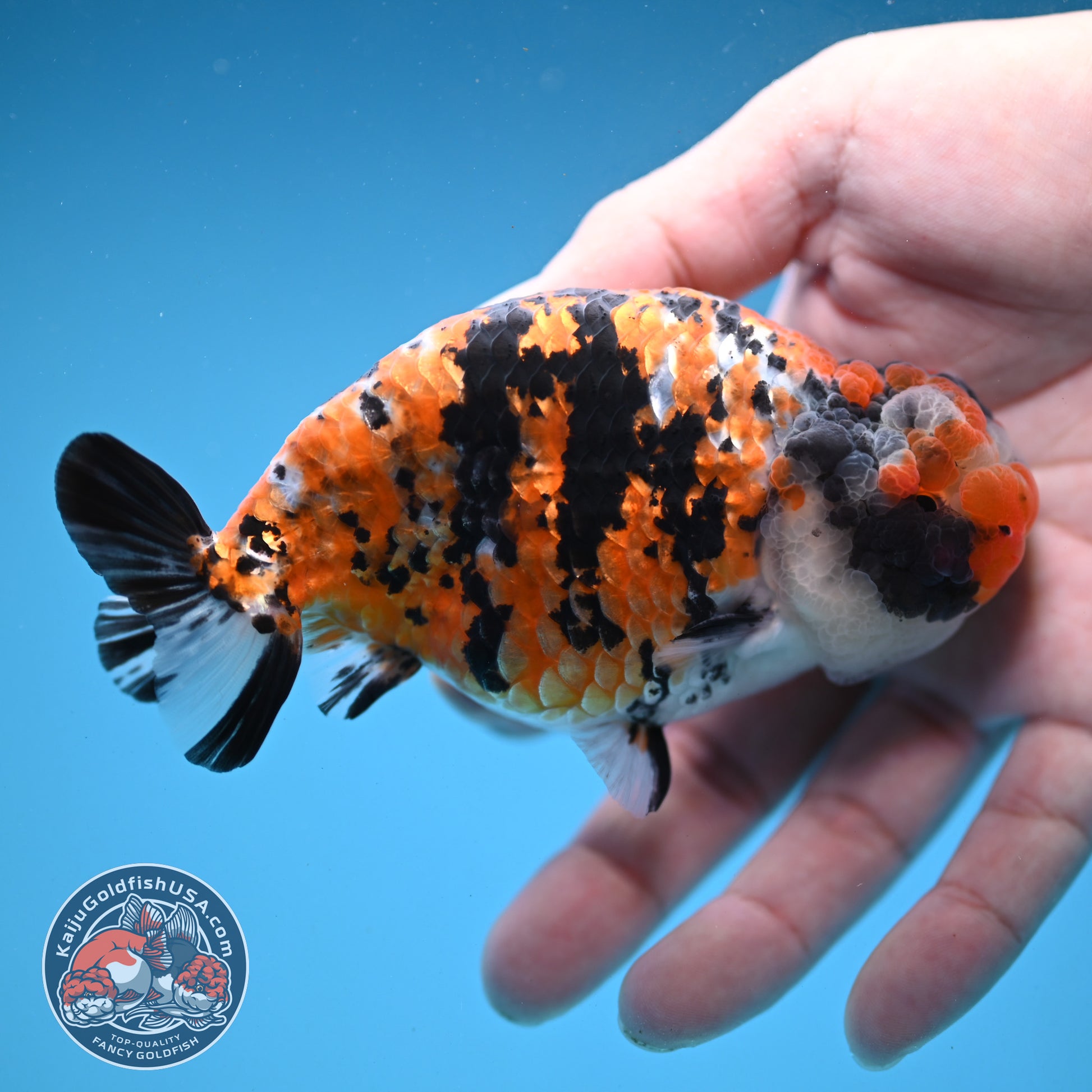 Tricolor Tiger Ranchu 4 inch Body (251121_RC04)
